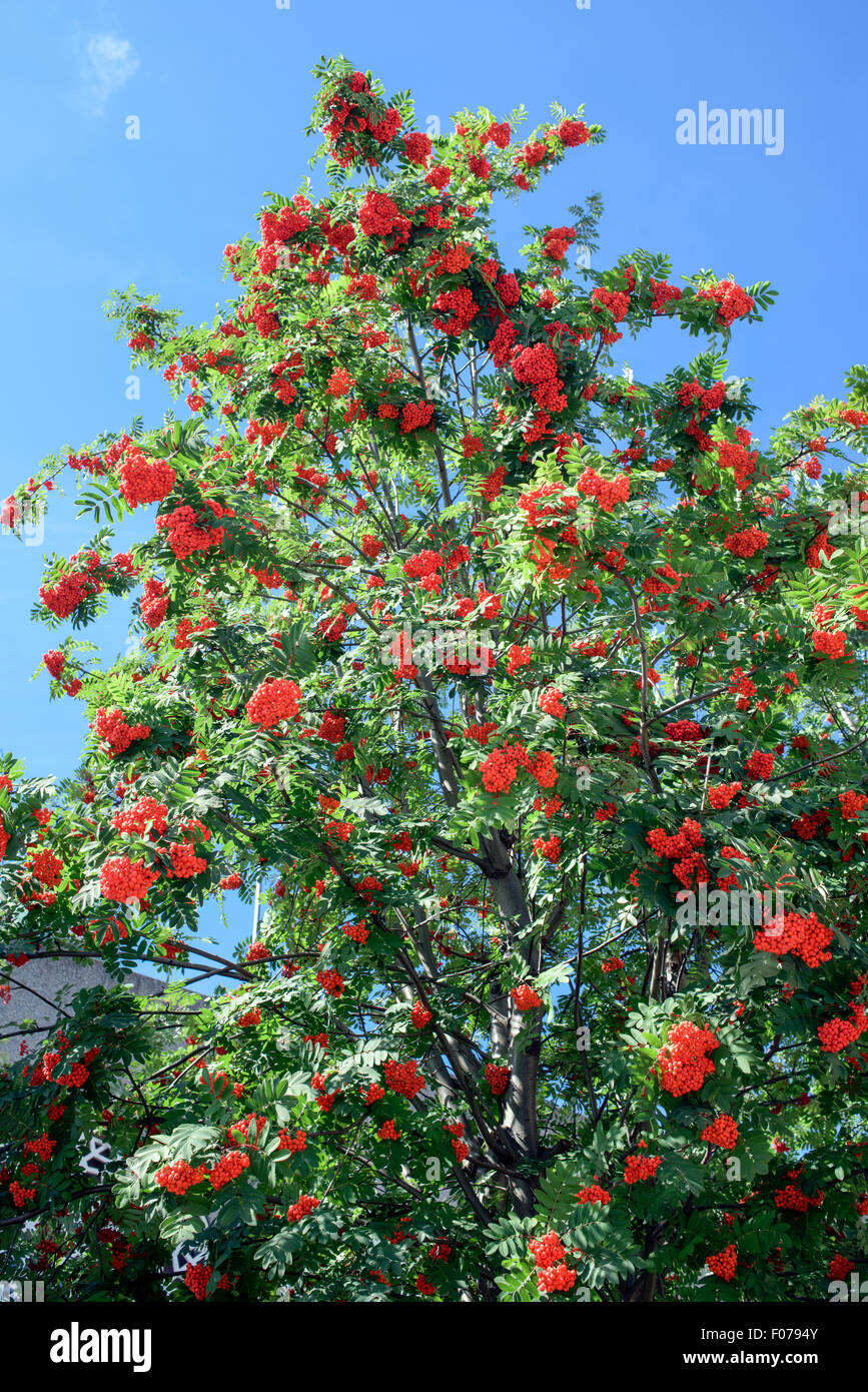 European Mountain Ash Rowan Tree (Sorbus aucuparia) Foto Stock