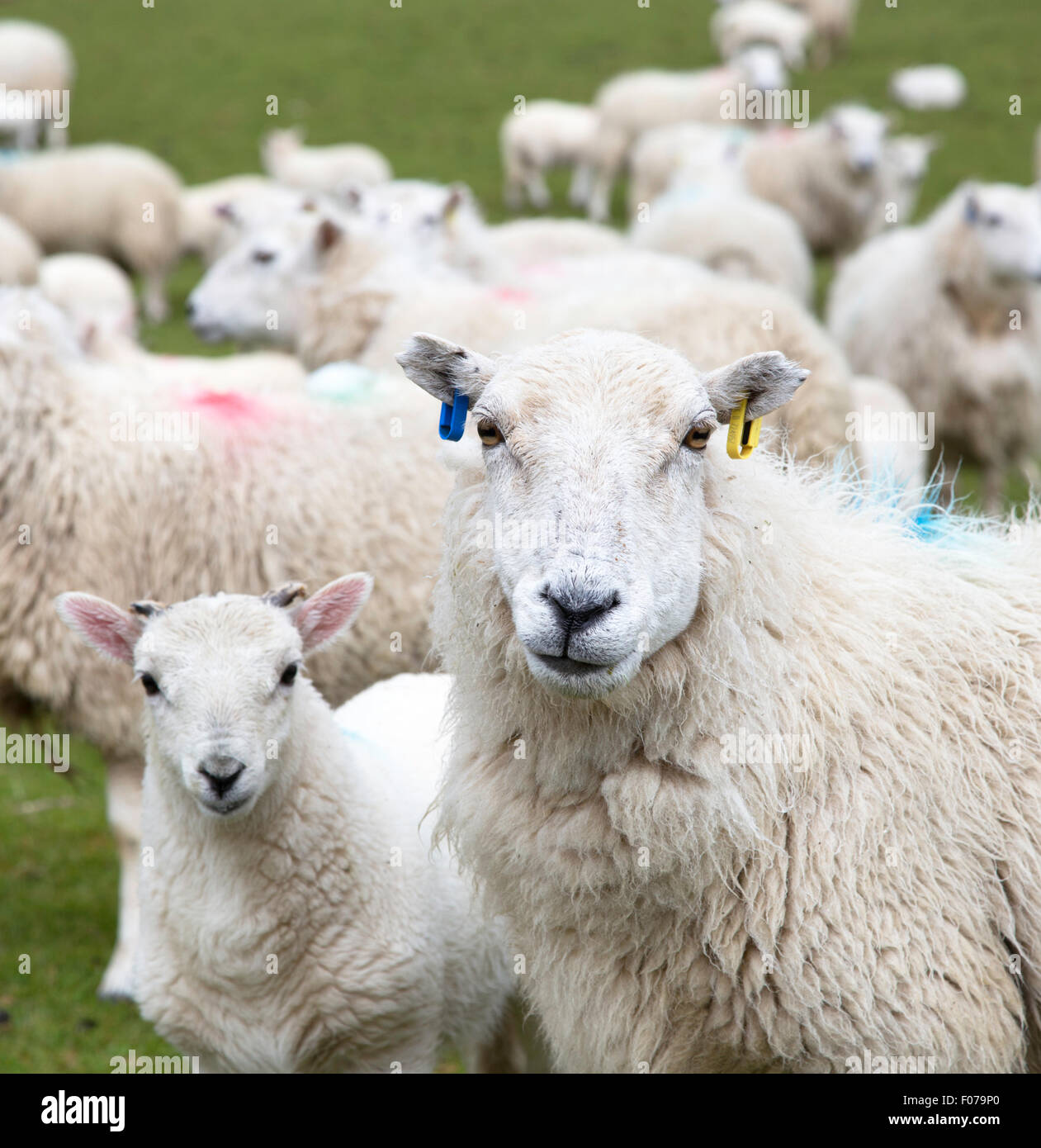 Pecora con agnello, England, Regno Unito Foto Stock