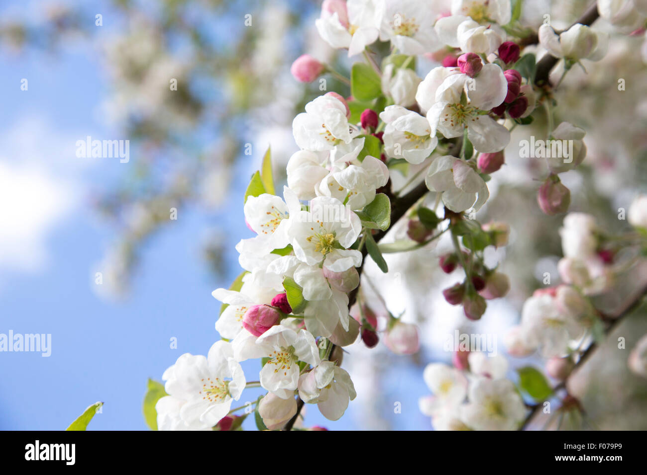 Crab Apple Blossom, England, Regno Unito Foto Stock