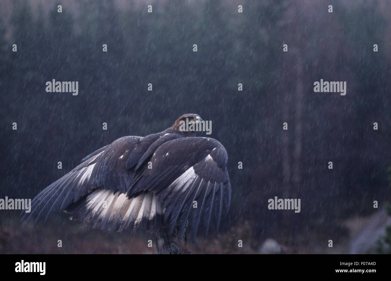 Golden Eagle Captive bagnato piove preso da dietro guardando diritto ali aperte che mostra coda bianca appollaiato sul tronco di albero Foto Stock