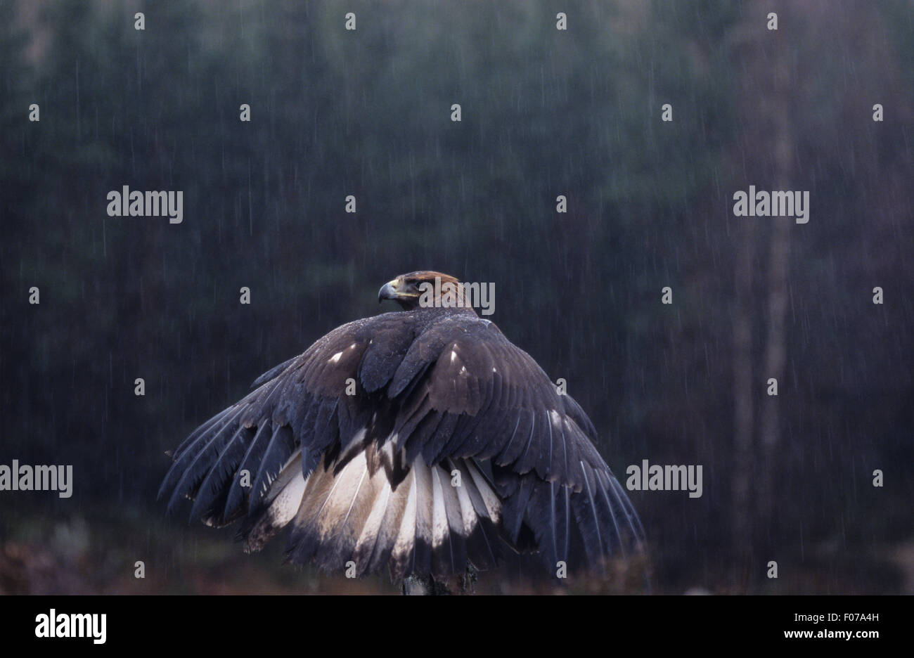 Golden Eagle Captive bagnato piove preso da dietro cercando di ali di sinistra aperta che mostra coda bianca appollaiato sul tronco di albero Foto Stock