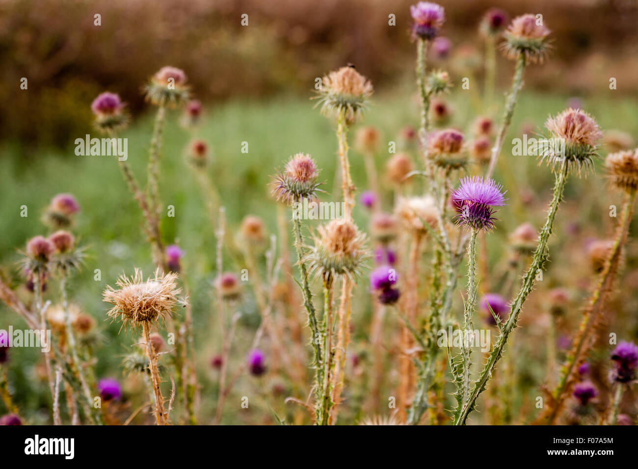 Cardo vegetale con sfondo naturale, Carduus Marianus, Maria Thistle Foto Stock