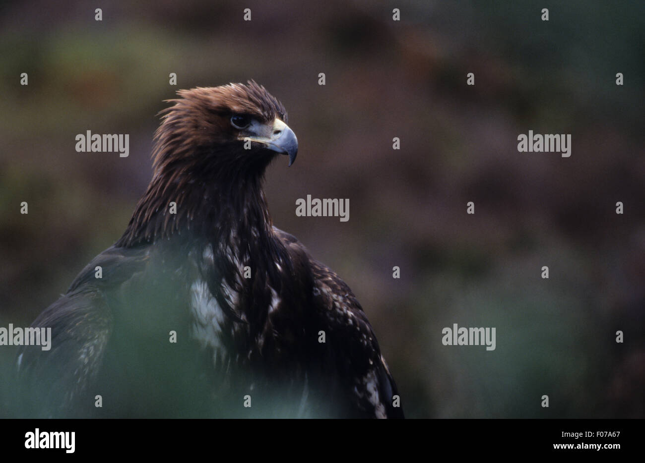 Golden Eagle Captive preso dal davanti guardando a destra vicino colpo alla testa bagnata con alette aperte in viola heather Foto Stock