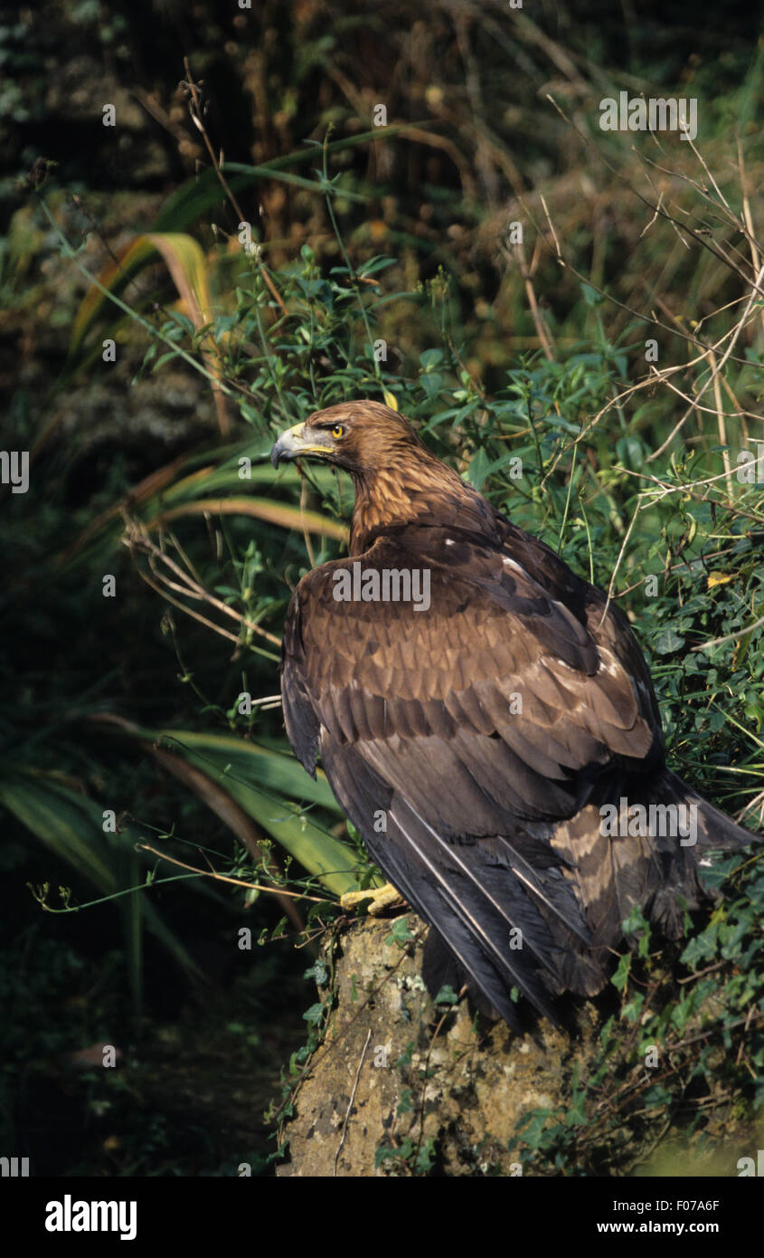 Golden Eagle Captive presi in profilo appollaiato su un terreno in erba lunga guardando a sinistra con ali aperte Foto Stock