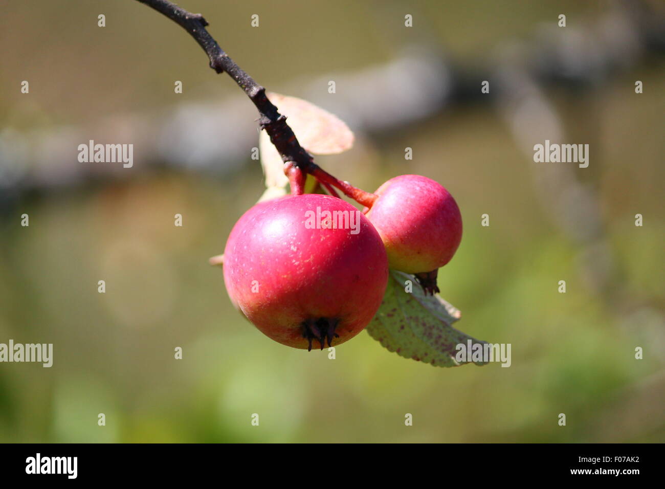 Rosso piccolo mature apple appendere e mature su apple-tree Foto Stock