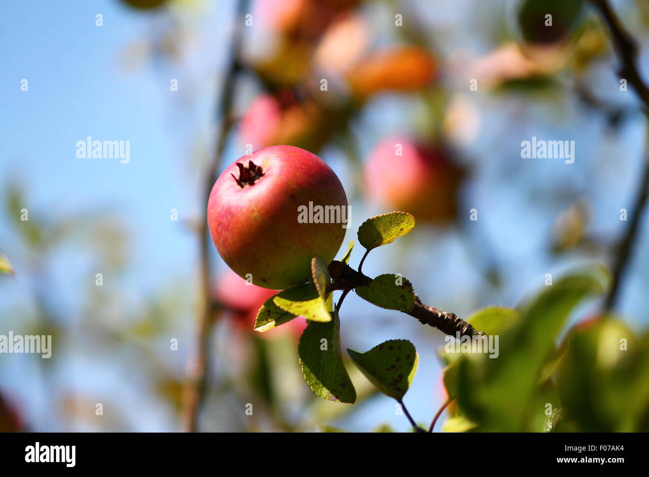 Rosse dolci e succose mele mature sul ramo di un melo Foto Stock