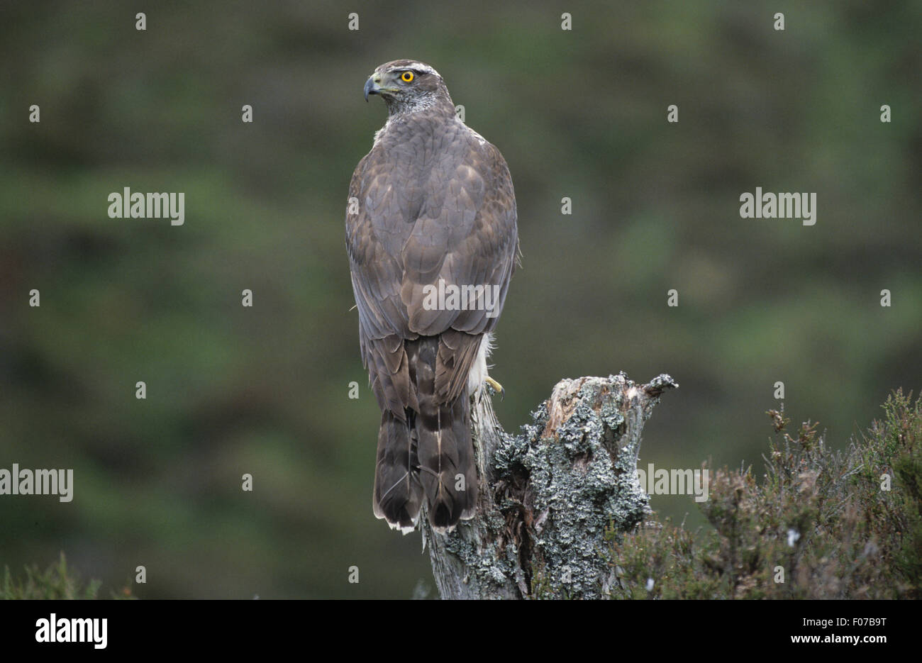 Astore preso da dietro guardando a sinistra arroccato su vecchie lichen coperto tronco di albero nella foresta di pini Foto Stock