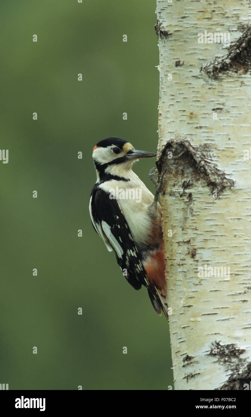 Picchio rosso maggiore presa maschio in profilo cercando di perforazione destro nel lato di argento betulla tronco di albero Foto Stock