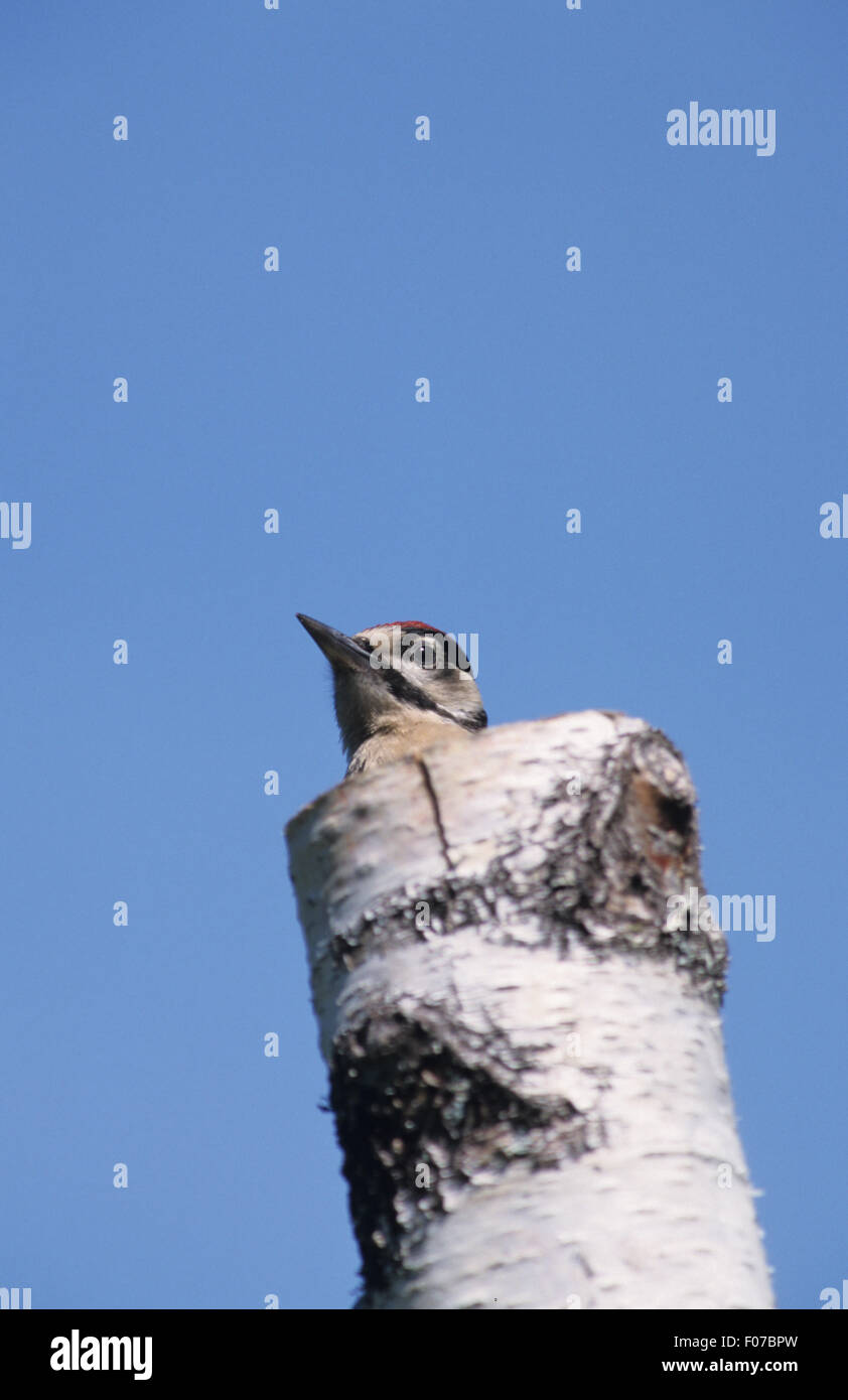Picchio rosso maggiore presa dal davanti guardando a sinistra del peering fuori dalla parte superiore del silver birch tronco di albero cielo blu sullo sfondo Foto Stock