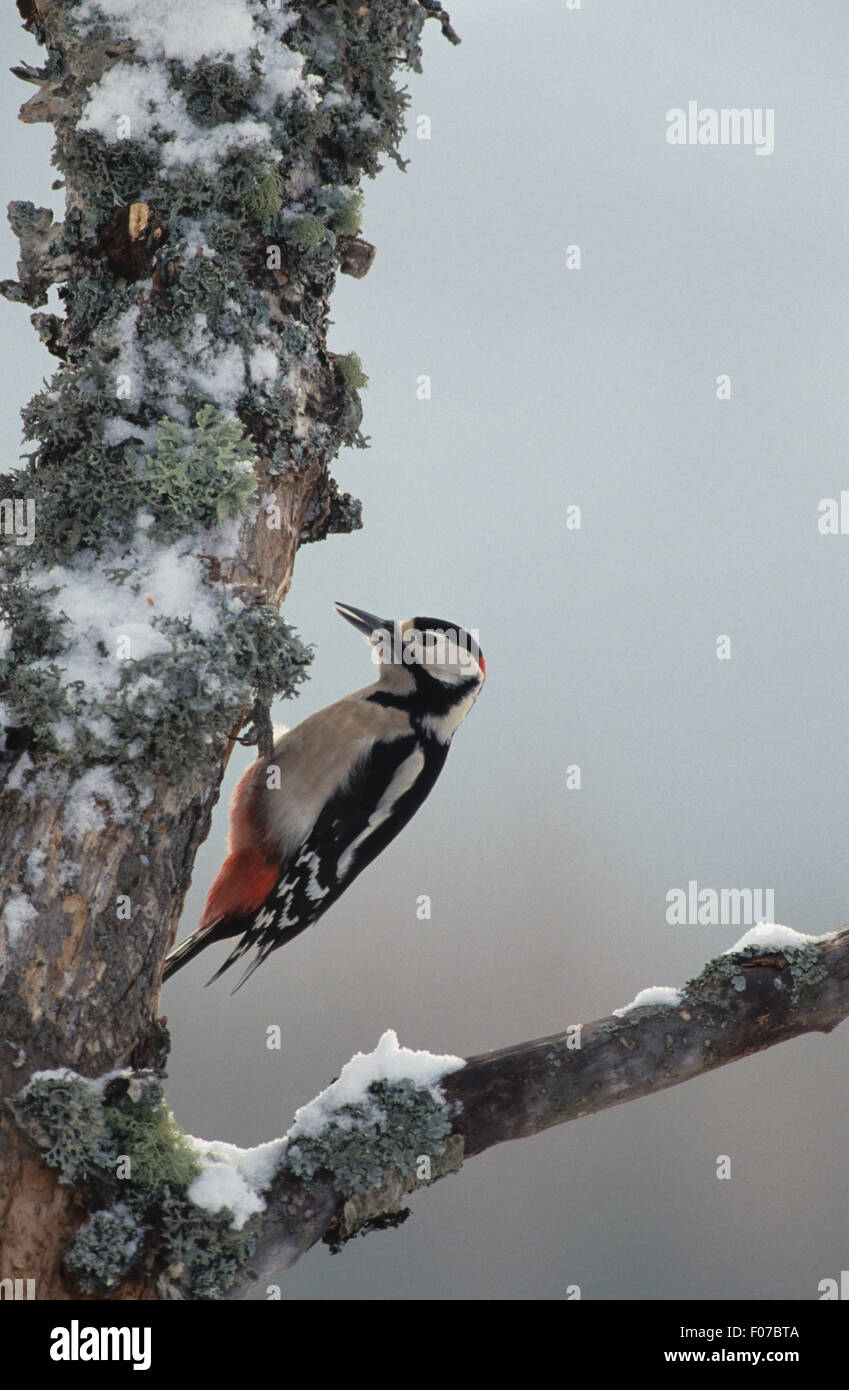 Picchio rosso maggiore presa in profilo guardando a sinistra arroccato sul lato della neve e il lichen coperti argento betulla Foto Stock