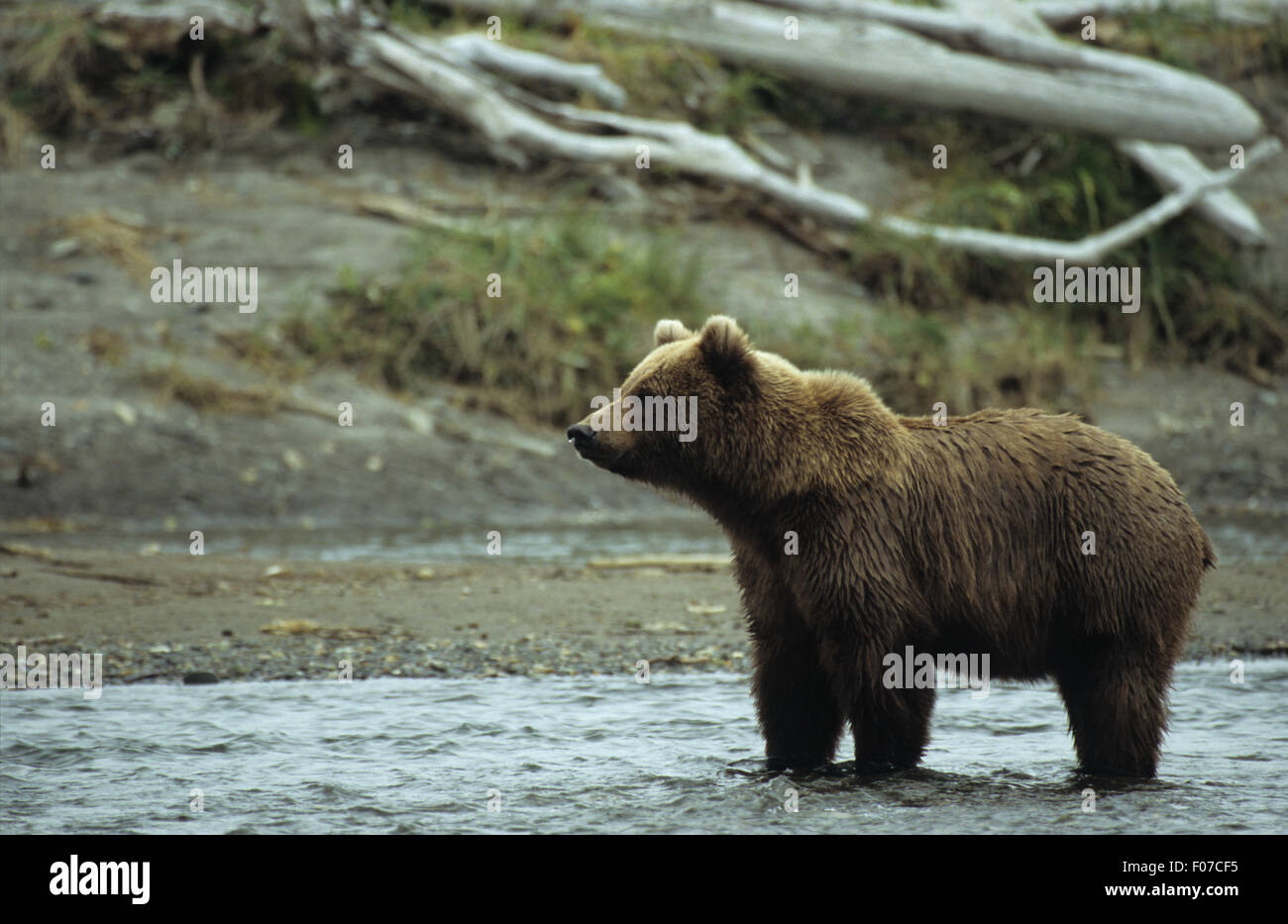Orso grizzly Alaskan presi in profilo guardando a sinistra in piedi in acqua poco profonda vicino alla ricerca della banca per il salmone Foto Stock