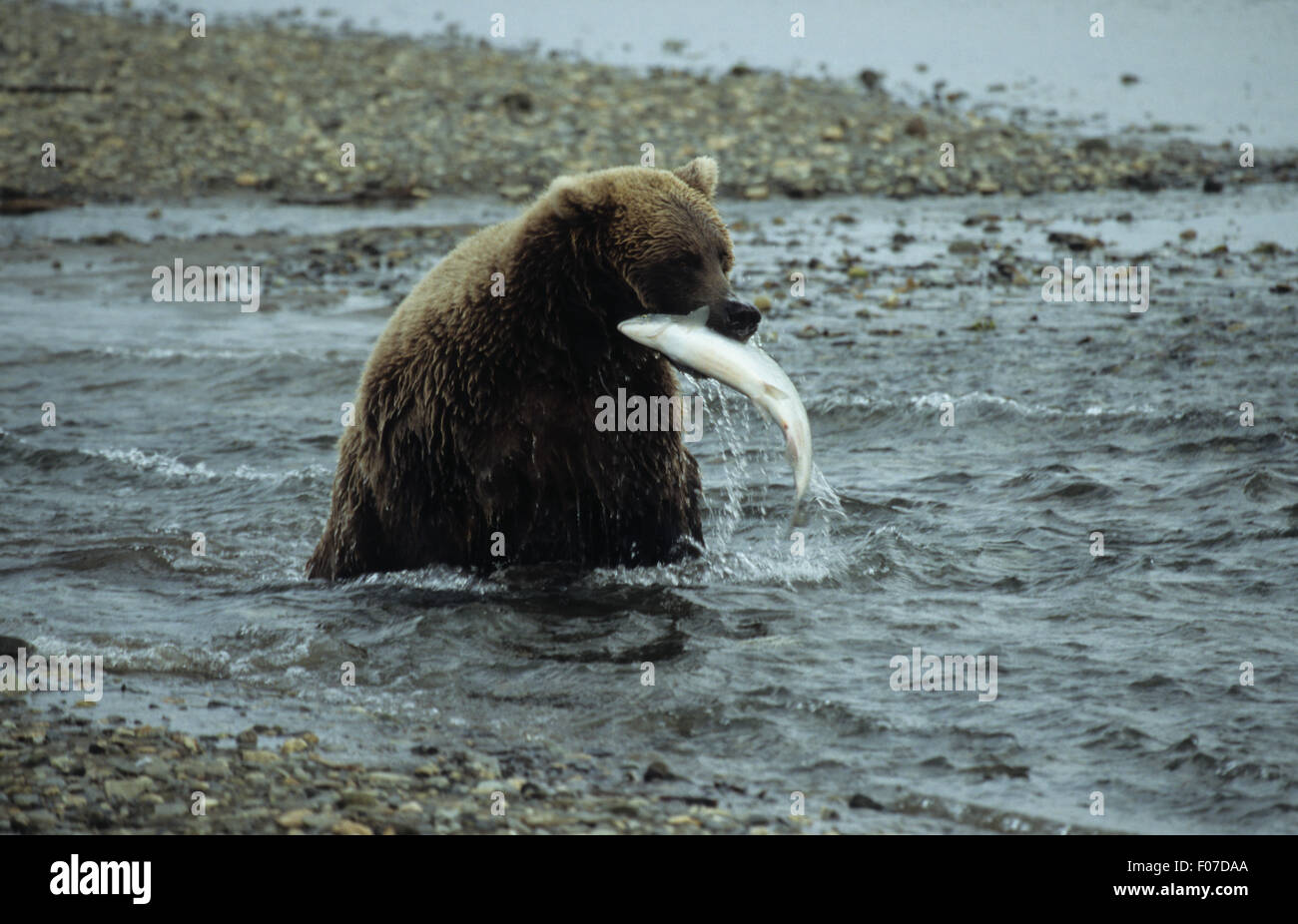 Orso grizzly Alaskan preso dalla parte anteriore seduta nel piccolo fiume con salmone argento in bocca Foto Stock