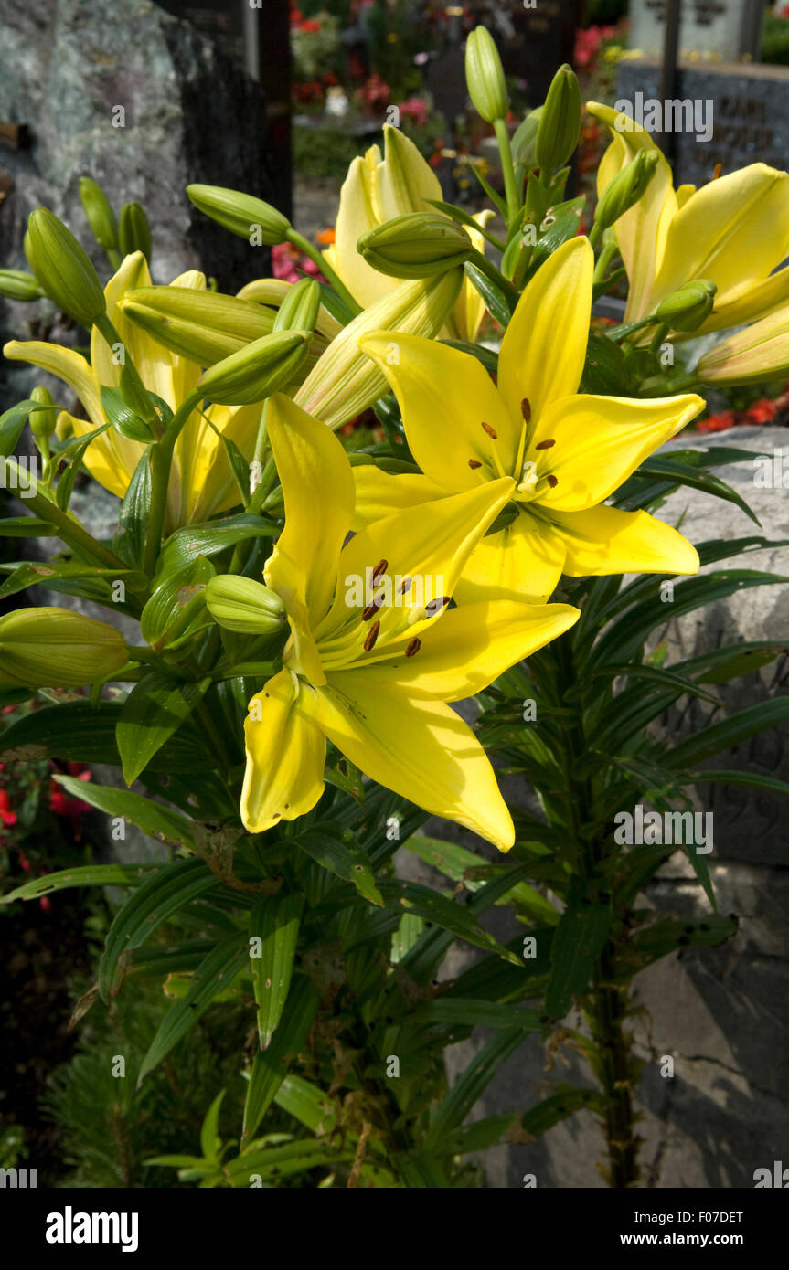 Lilie, hybride, Foto Stock