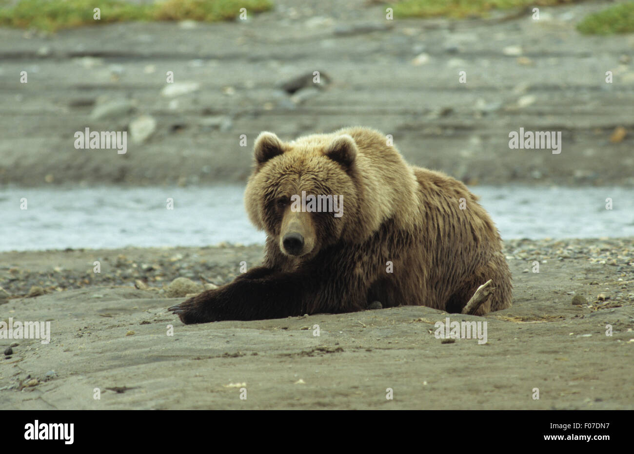 Orso grizzly Alaskan presi in profilo guardando la telecamera giacente in appoggio sulla sabbia di faggio zampe anteriori stendi anteriore nel letto da giorno Foto Stock