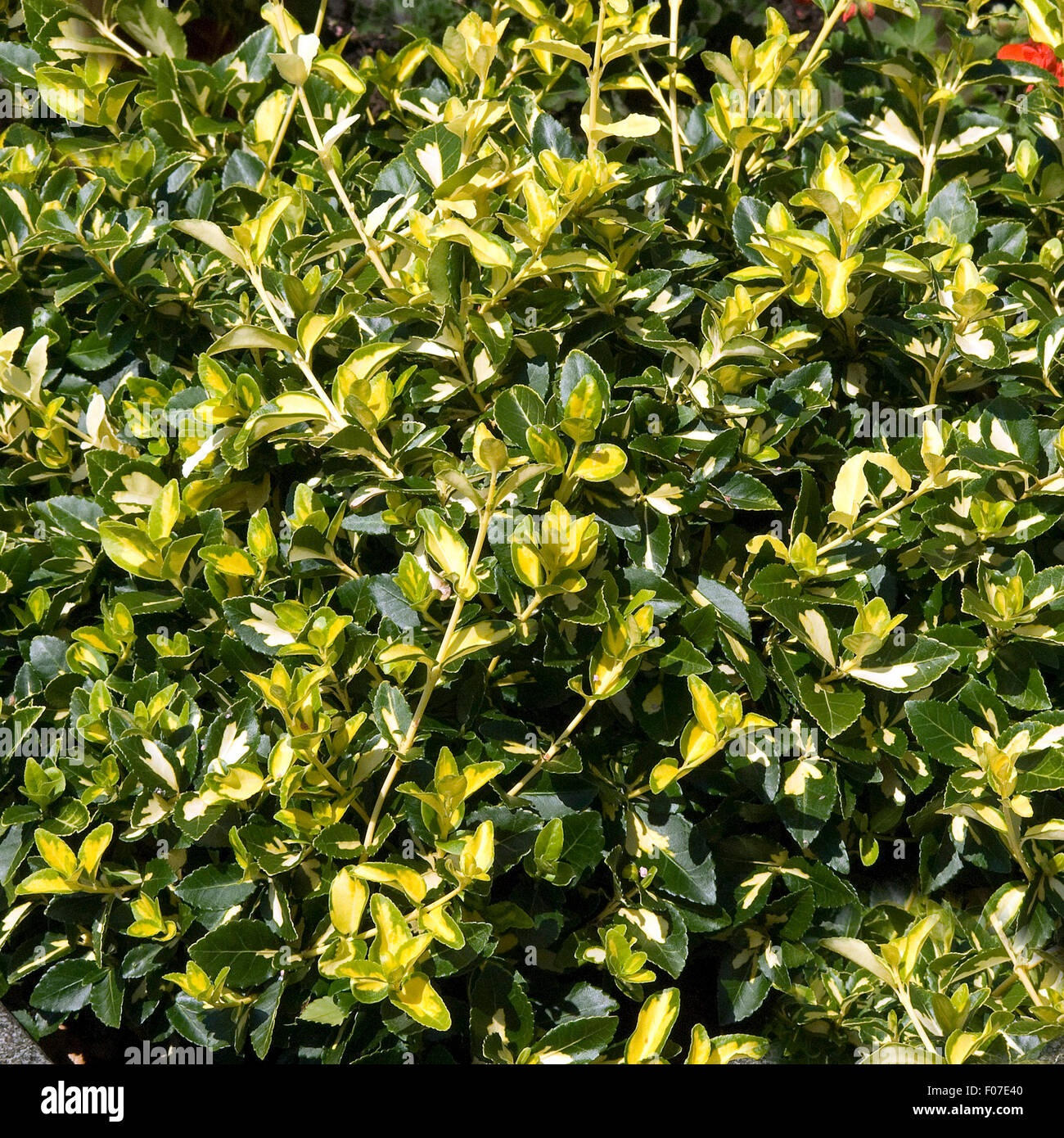 Flaechenbepflanzung, Euonymus, Foto Stock