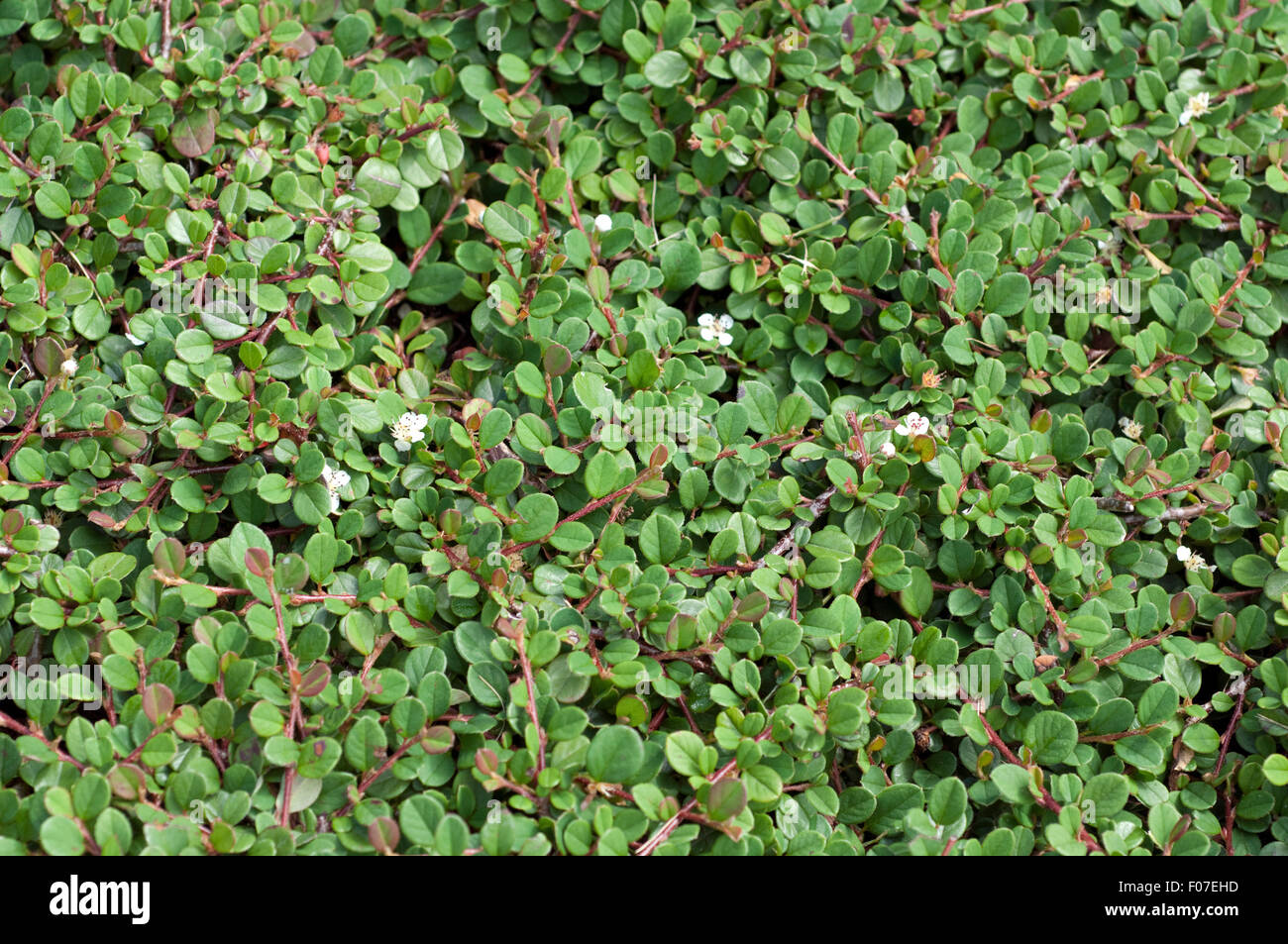 Zwergmispel, Cotoneaster, dammeri, Frieders Evergreen, Foto Stock