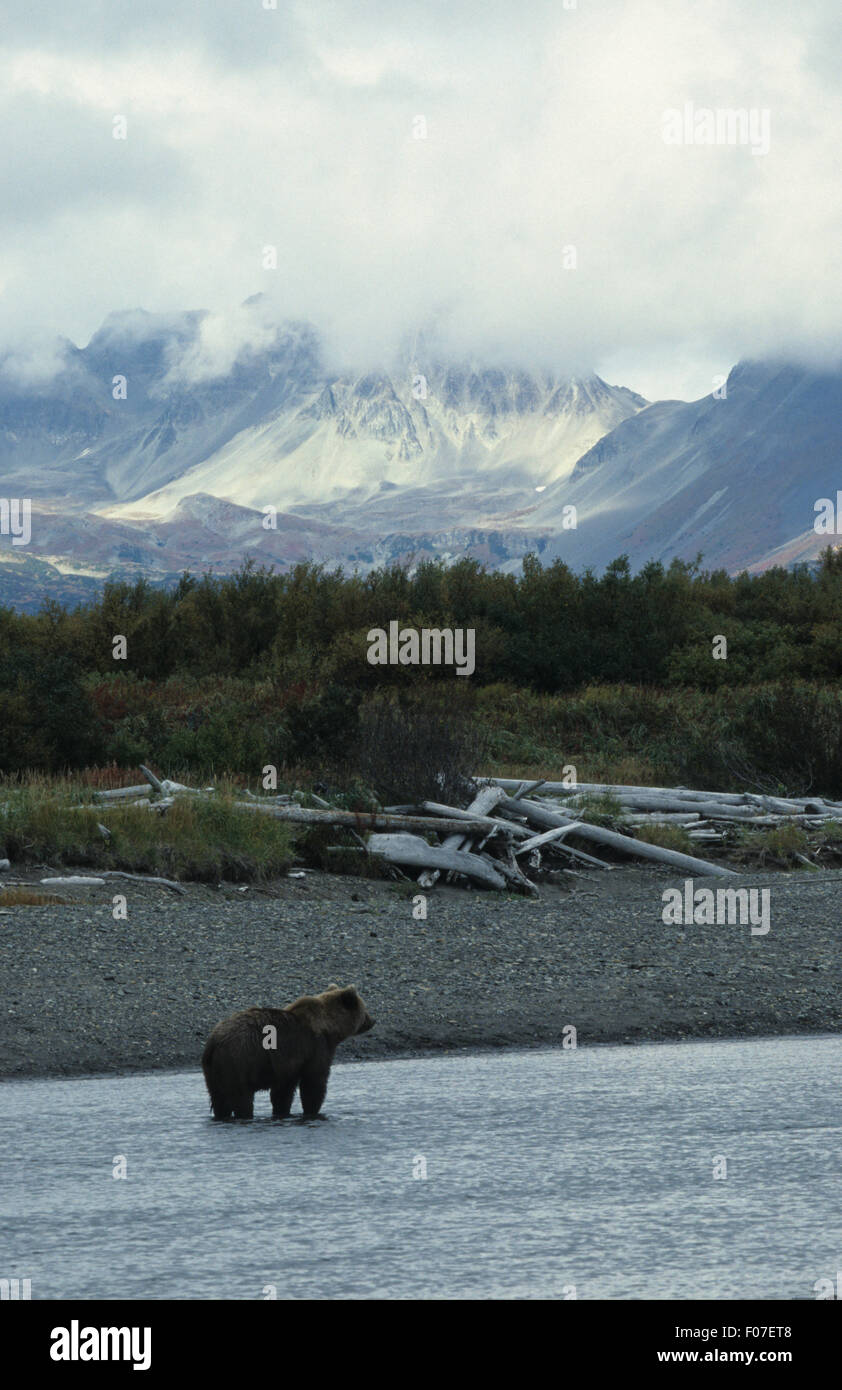 Orso grizzly Alaskan presi in profilo guardando diritto in piedi piccole in frame nel fiume con la montagna innevata sullo sfondo Foto Stock