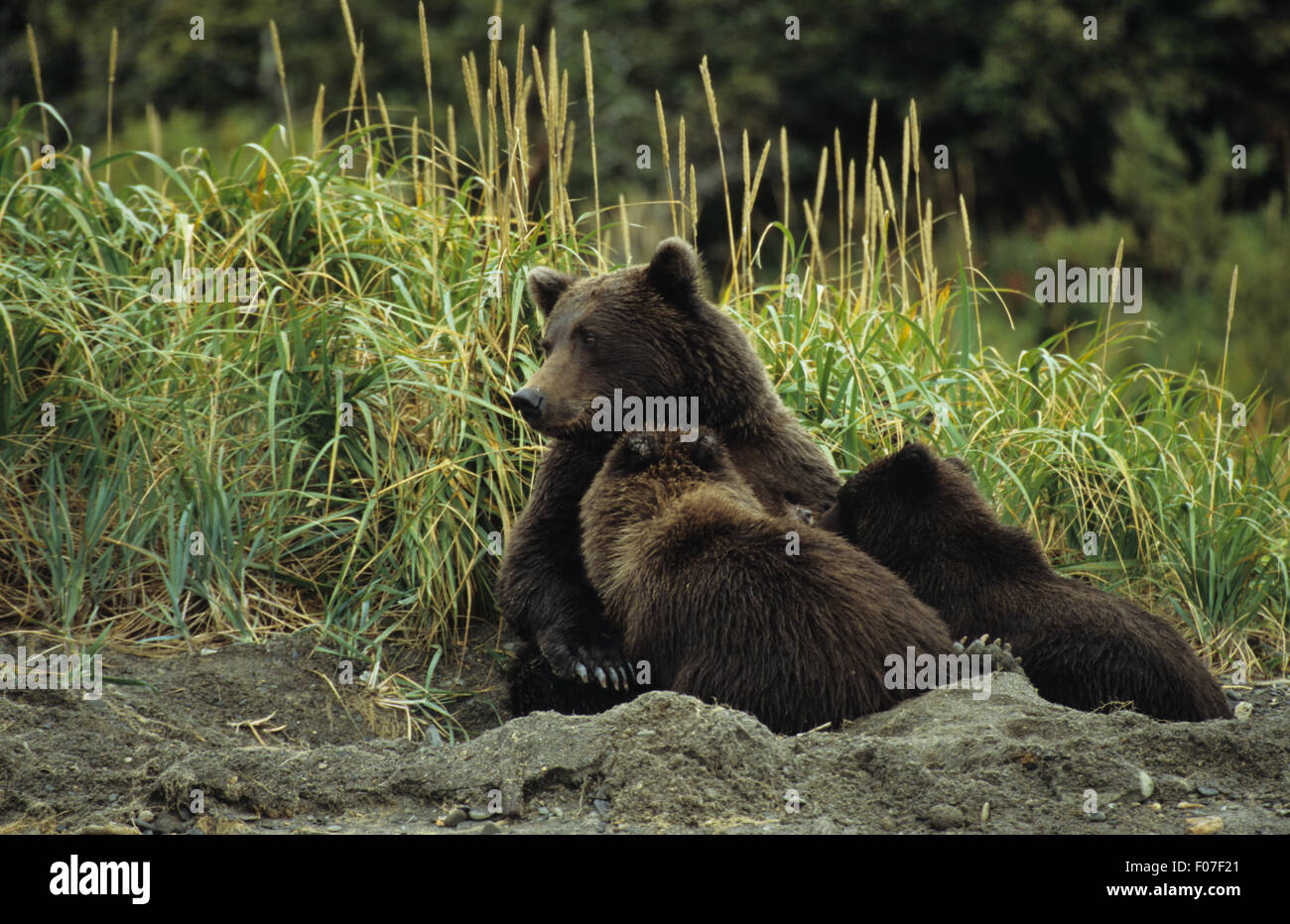 Orso grizzly femmina Alaskan madre seduta nel letto da giorno in sabbia con due piccoli cuccioli di infermieristica di alimentazione dal suo petto Foto Stock