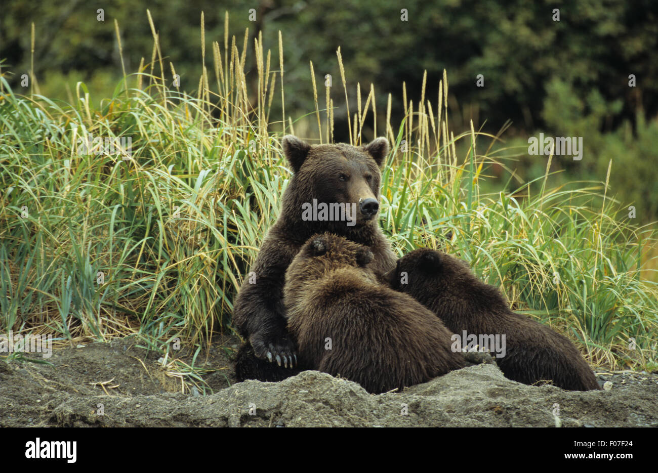 Orso grizzly alaskan seduta nel letto da giorno in sabbia con due giovani cubs alimentazione dal suo Foto Stock