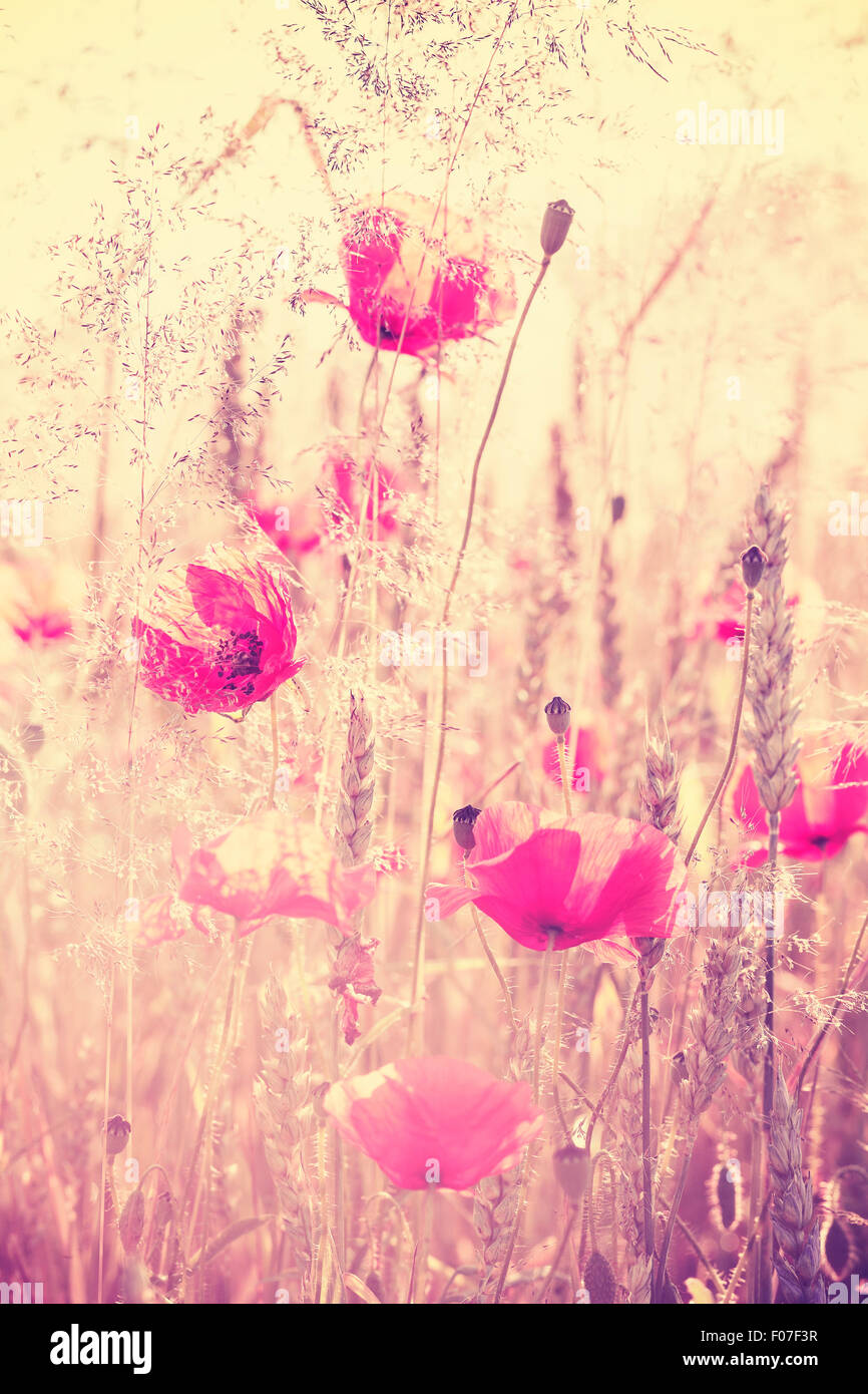 Retro Vintage filtrata wild prato con fiori di papavero a sunrise, natura sfondo con profondità di campo ridotta. Foto Stock