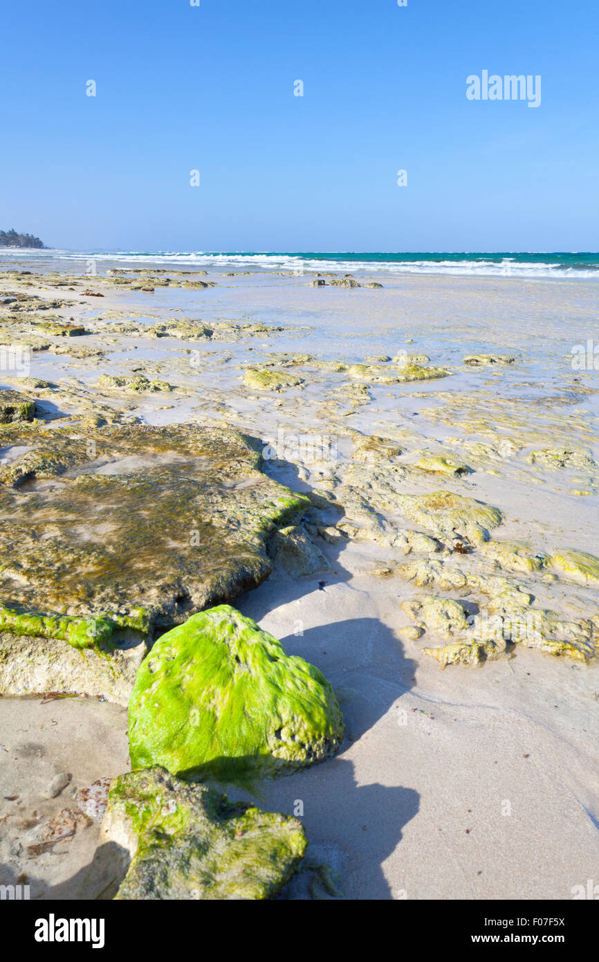 Le alghe coperto di blocchi di corallo a Diani Beach vicino a Ukunda, Kenya Foto Stock