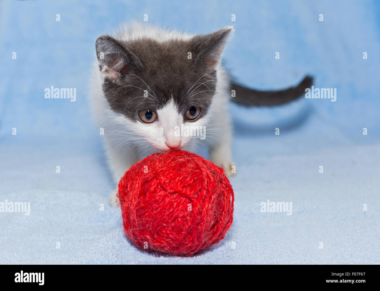 Il piccolo cucciolo bianco Foto Stock
