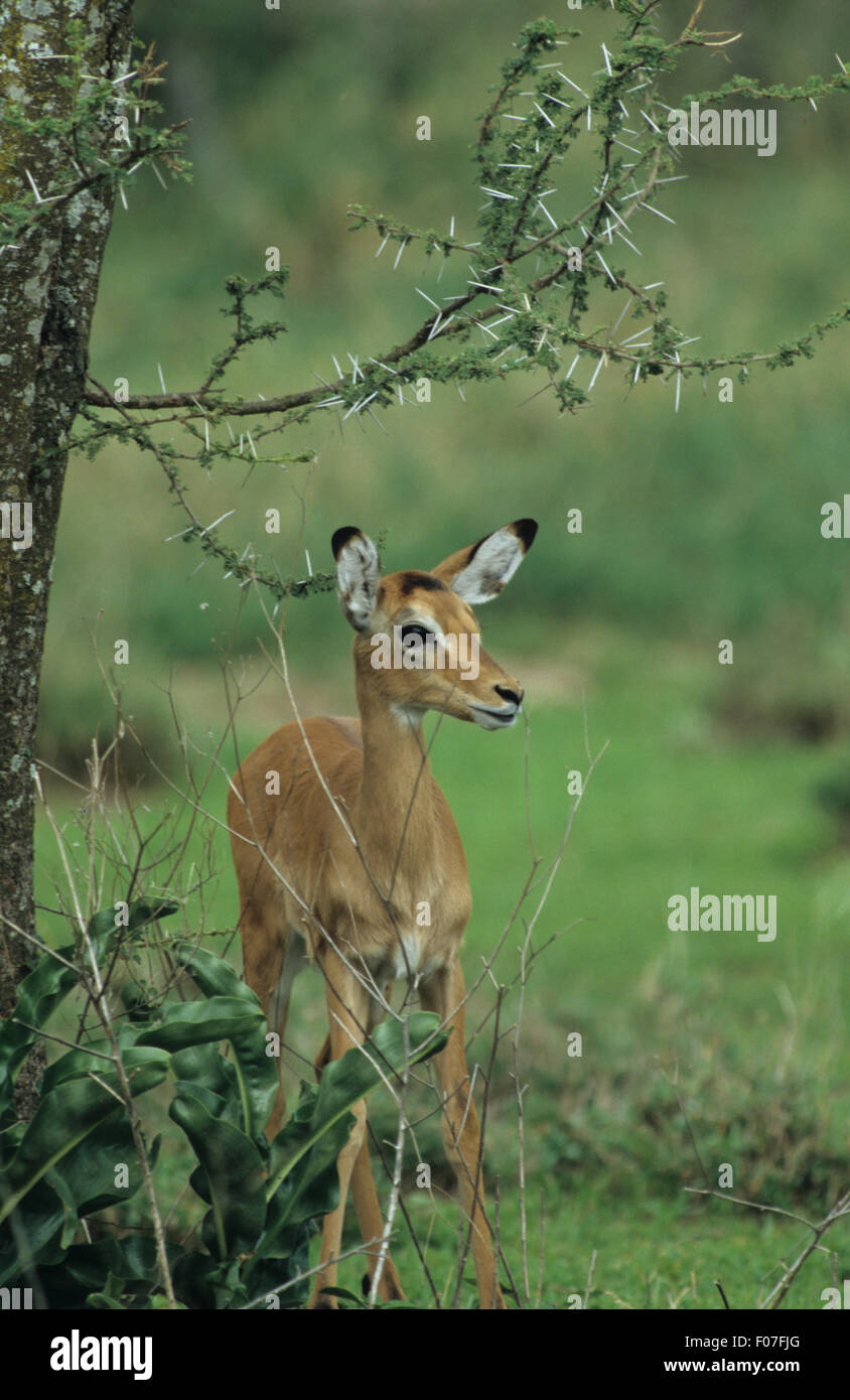 Impala preso dal davanti guardando diritto in piedi sotto un piccolo albero di acacia Foto Stock