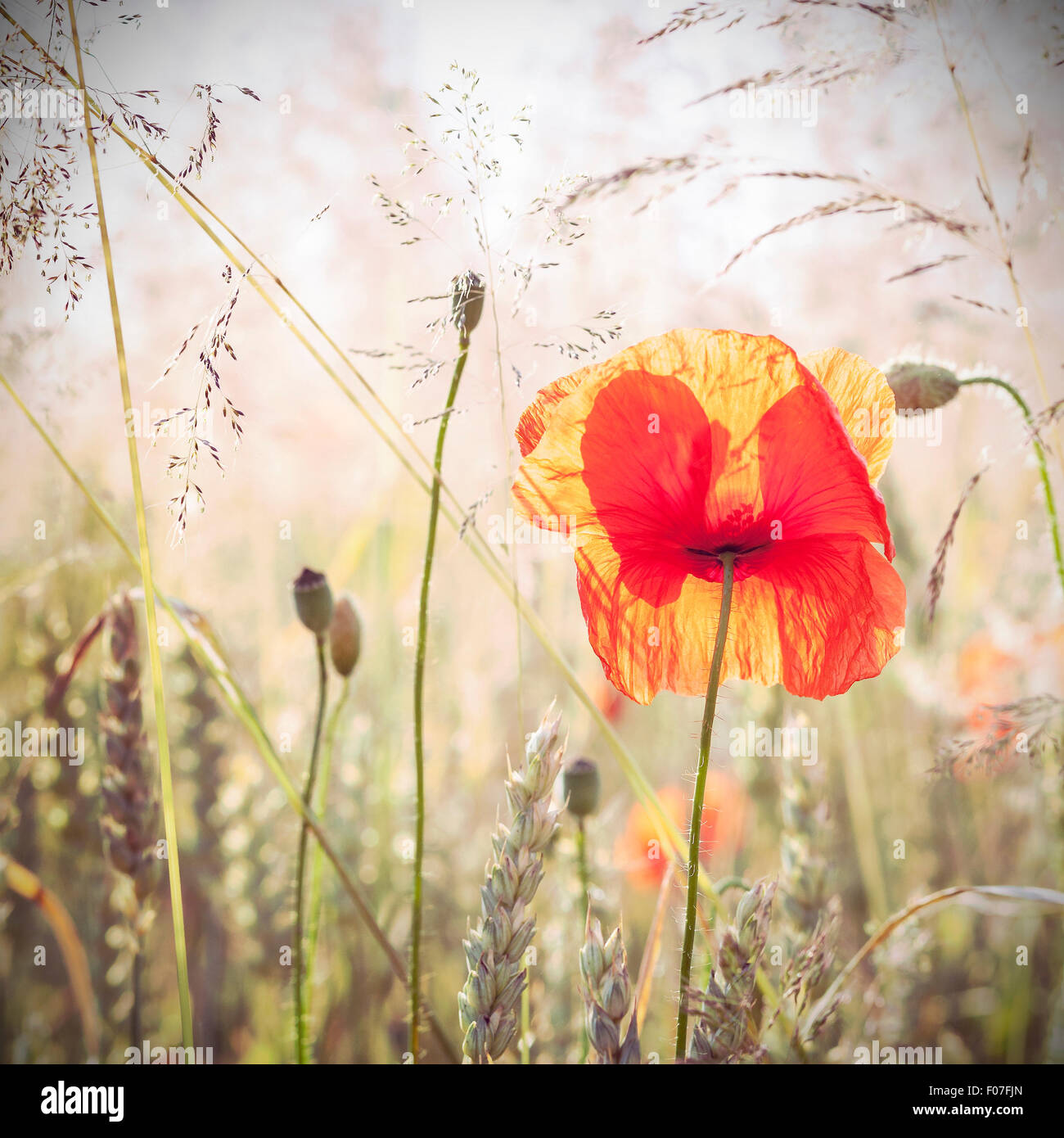 Wild prato con fiori di papavero a sunrise, natura sfondo con profondità di campo ridotta. Foto Stock
