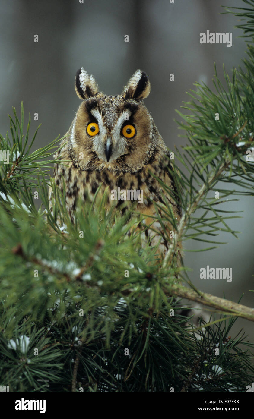 Long Eared owl occhi spalancati cercando in orecchie fotocamera sollevata guardando fuori da dietro abete coperto di neve Foto Stock