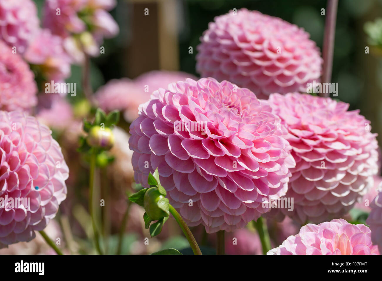 Dahlia Hamari Rose Foto Stock
