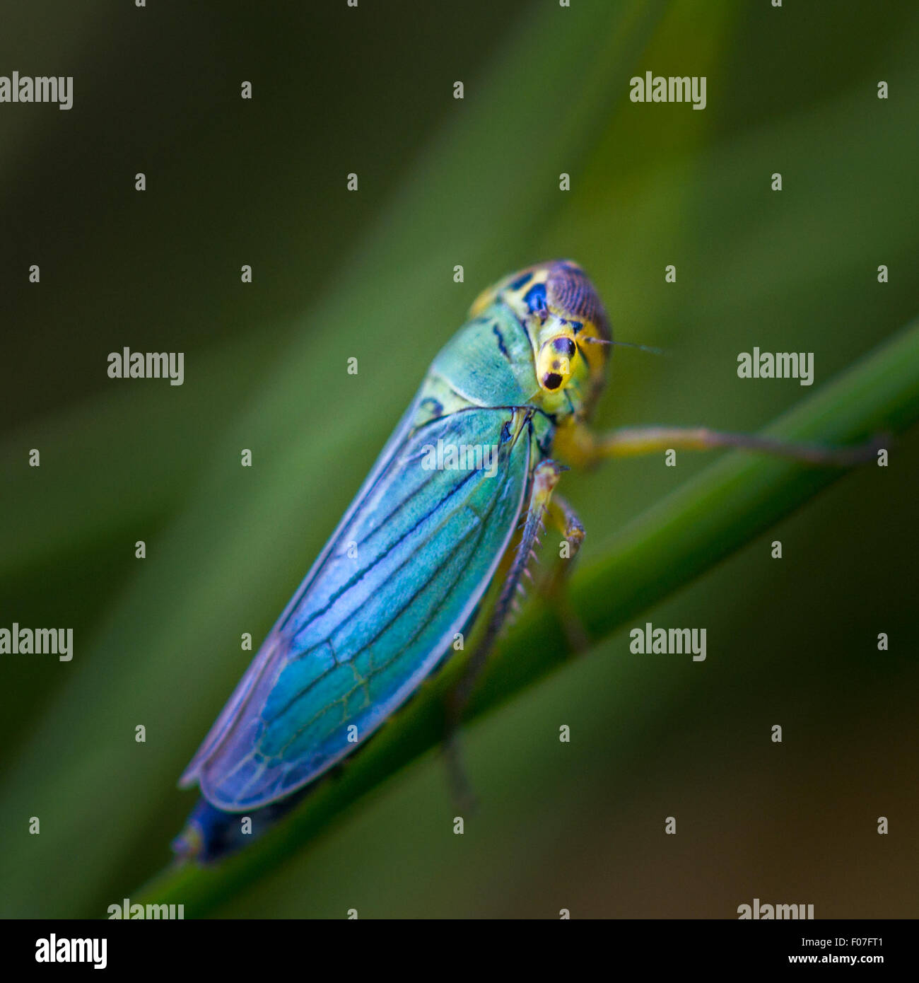 Leafhopper verde (Cicadella viridis) - Un risplendente compagni se solo di circa 7mm trovato da tempo nei prati umidi. Probabilmente maschio, REGNO UNITO Foto Stock