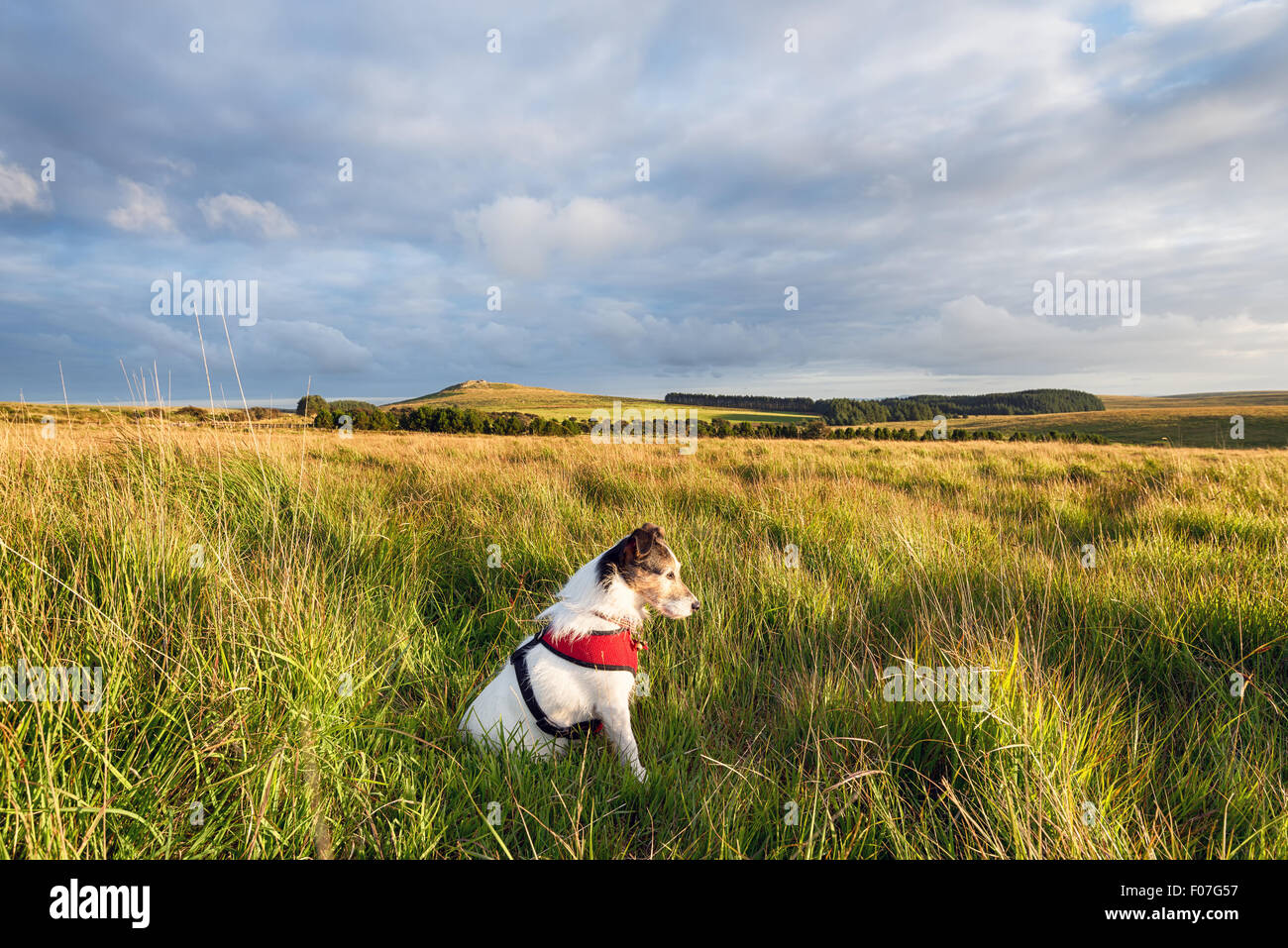 Un Jack Russell Terrier cane indossando un cavo rosso e godendo relax al sole del pomeriggio a Bodmin Moor in Cornovaglia Foto Stock