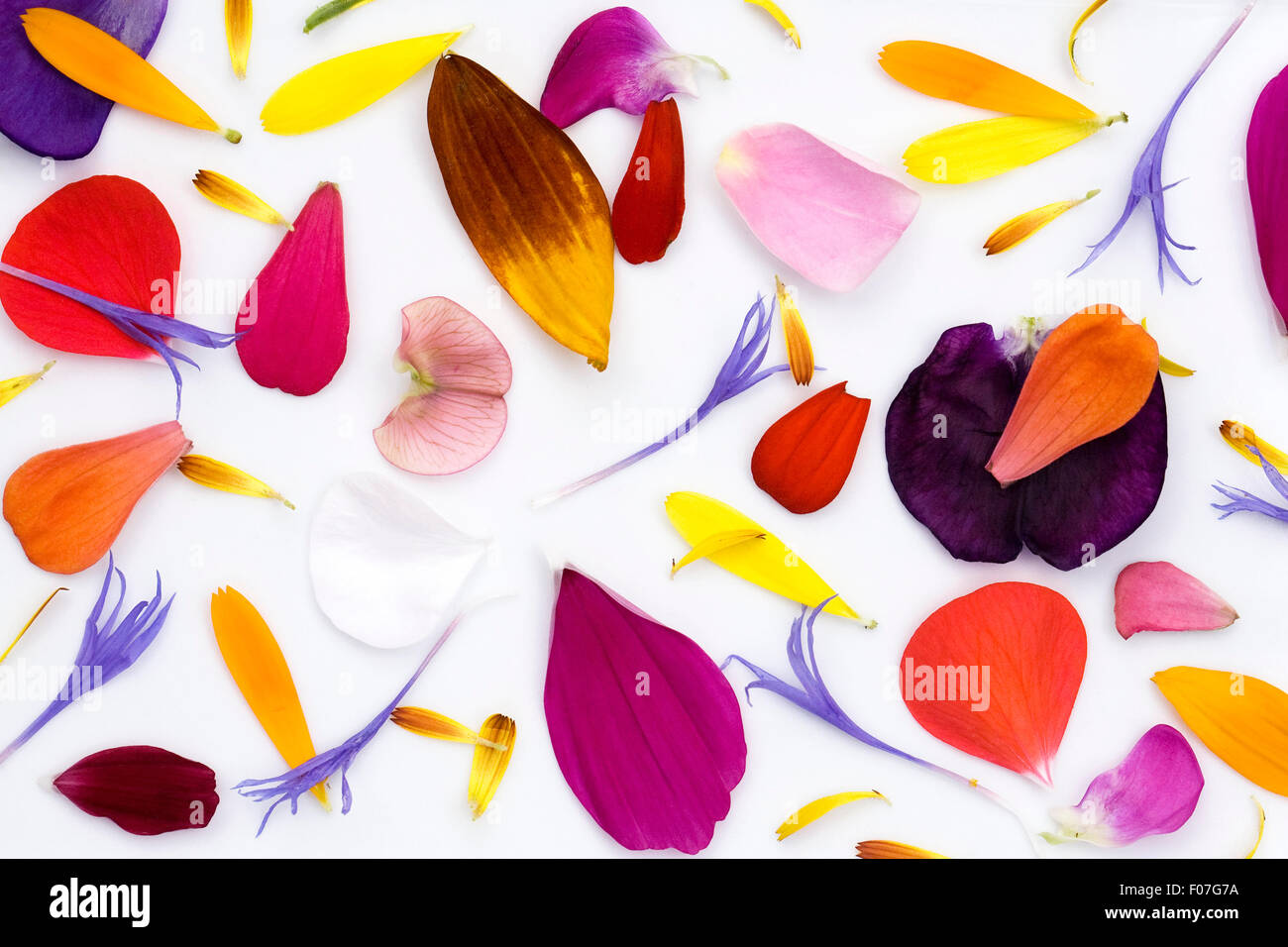 Un assortimento di petali di fiori su uno sfondo bianco. Foto Stock