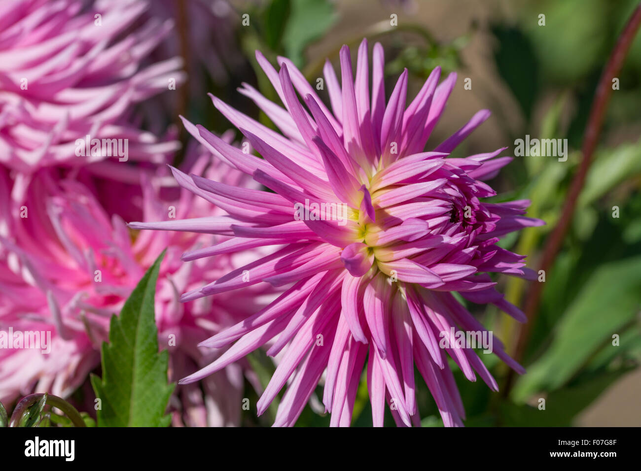Dahlia gioia Donaldson Foto Stock