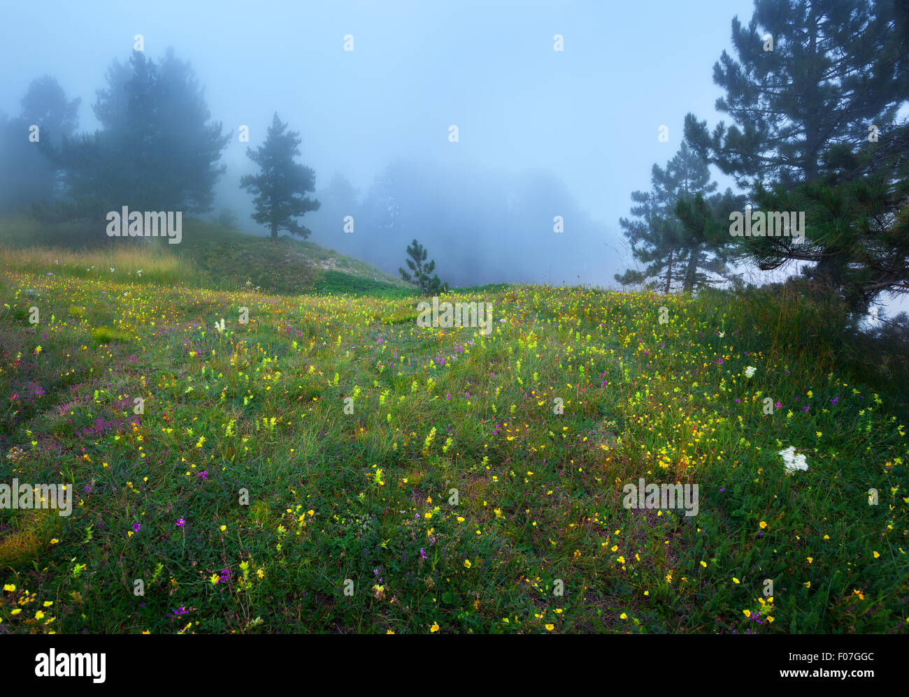 Percorso attraverso un misterioso vecchio foresta nella nebbia sulla cima della montagna. Mattinata estiva in Crimea. Magica atmosfera. Fairy Foto Stock
