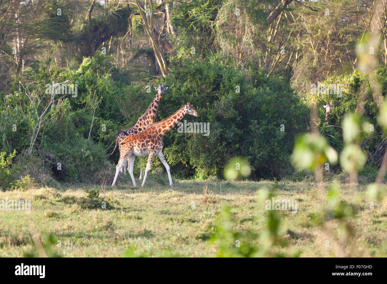 Le giraffe a Nakuru National Park in Kenya. Foto Stock