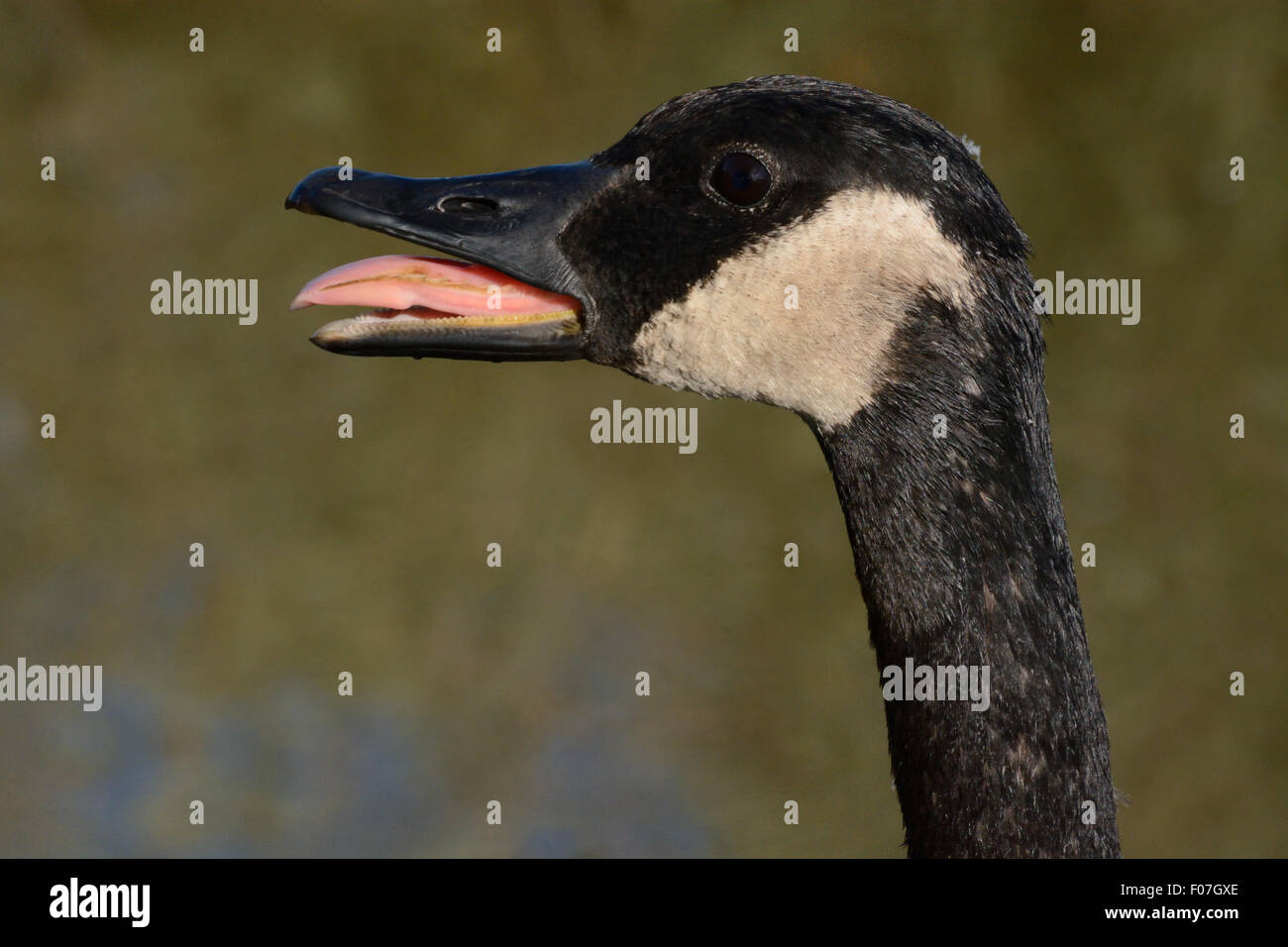 Canada Goose avvertenza altri oche a non intromettersi sul territorio Foto Stock