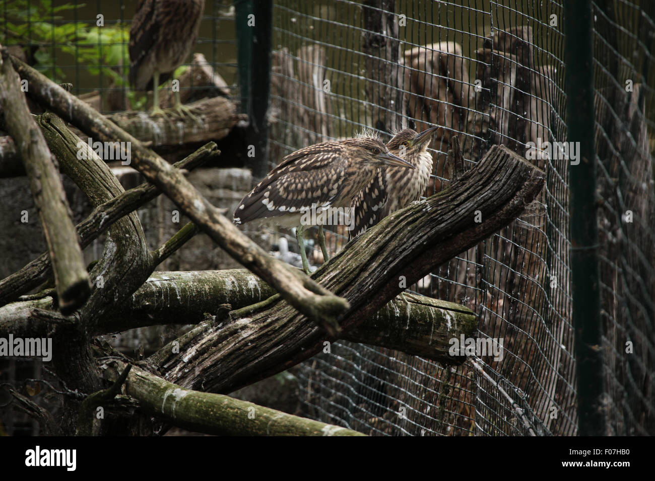 Eurasian Botaurus stellaris, noto anche come il tarabuso presso lo Zoo di Chomutov in Chomutov, Boemia settentrionale, Republi ceca Foto Stock