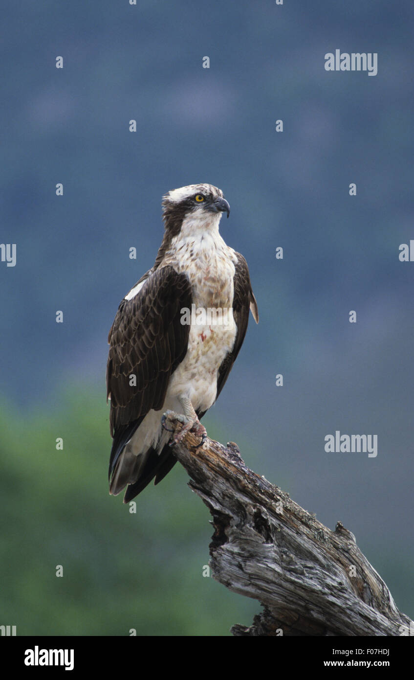 Osprey preso dal davanti guardando diritto appollaiato sulla estremità sottile del vecchio albero caduto tronco con cielo blu sullo sfondo Foto Stock