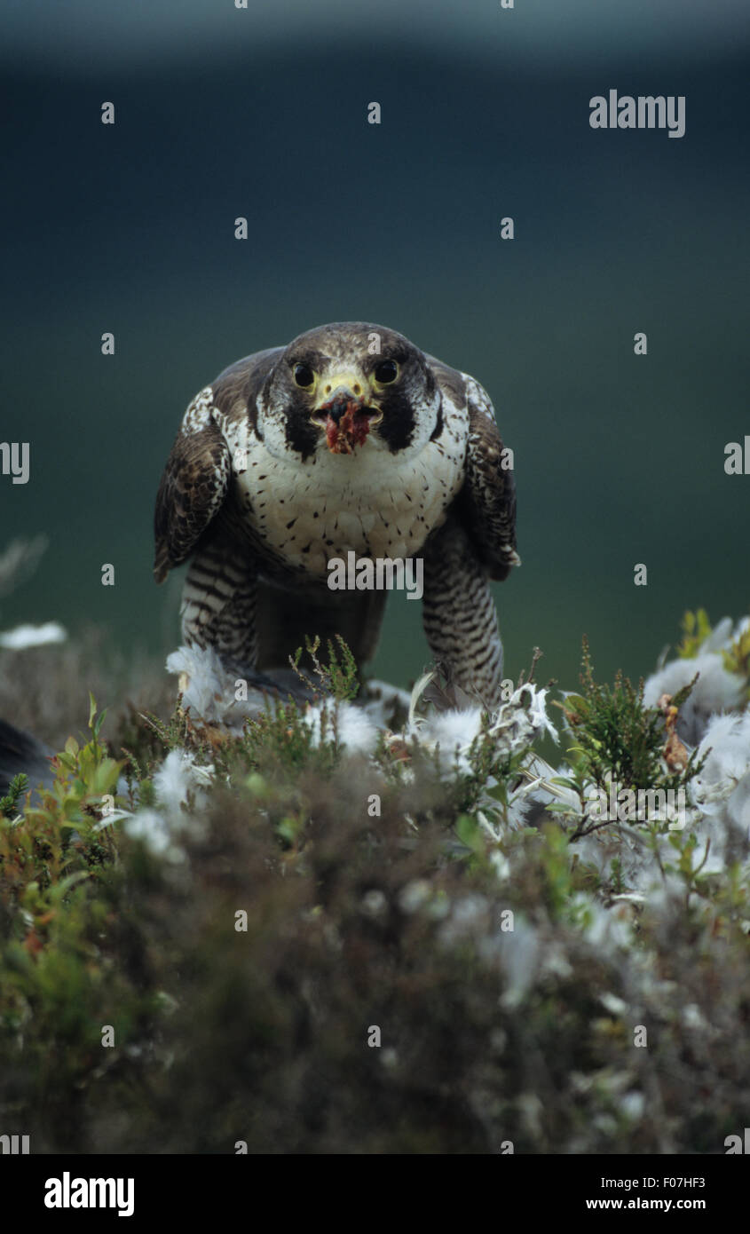 Falco pellegrino Captive preso dalla parte anteriore con piuma in bocca appollaiato sulla cima di un viola woodpigeon heather guardando la fotocamera Foto Stock