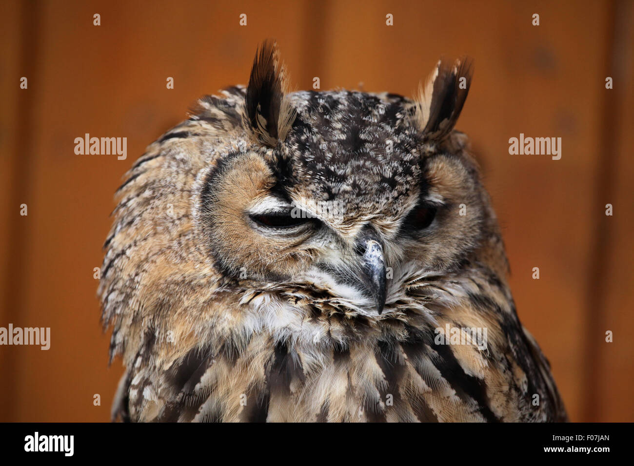 Indian il gufo reale (Bubo bengalensis), noto anche come il Bengala il gufo reale a Jihlava Zoo in Jihlava, Boemia orientale, Repubblica Ceca. Foto Stock