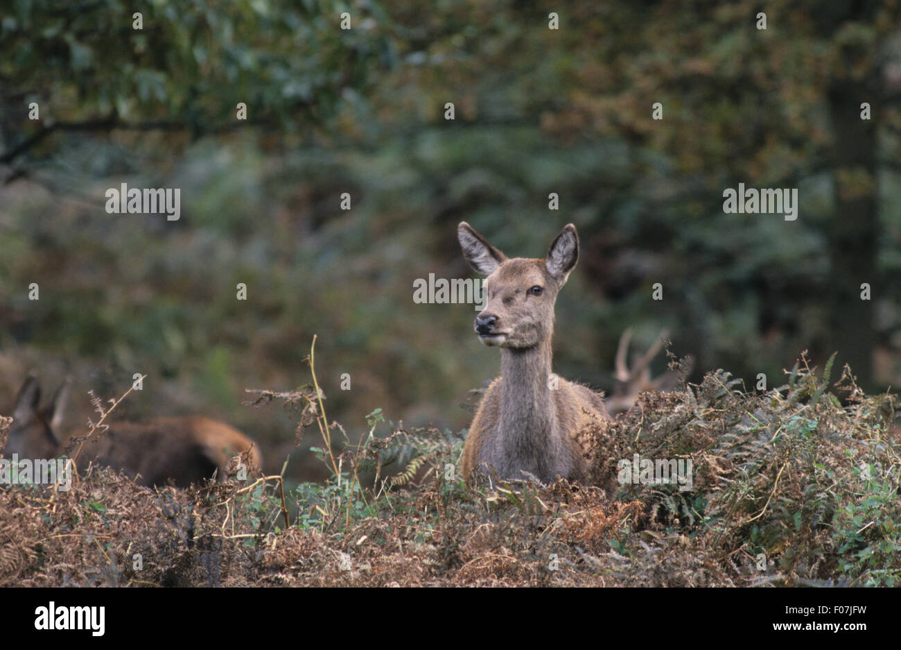 Red Deer colpo alla testa presi dal davanti guardando fuori da dietro qualche erba lunga e bracken Foto Stock