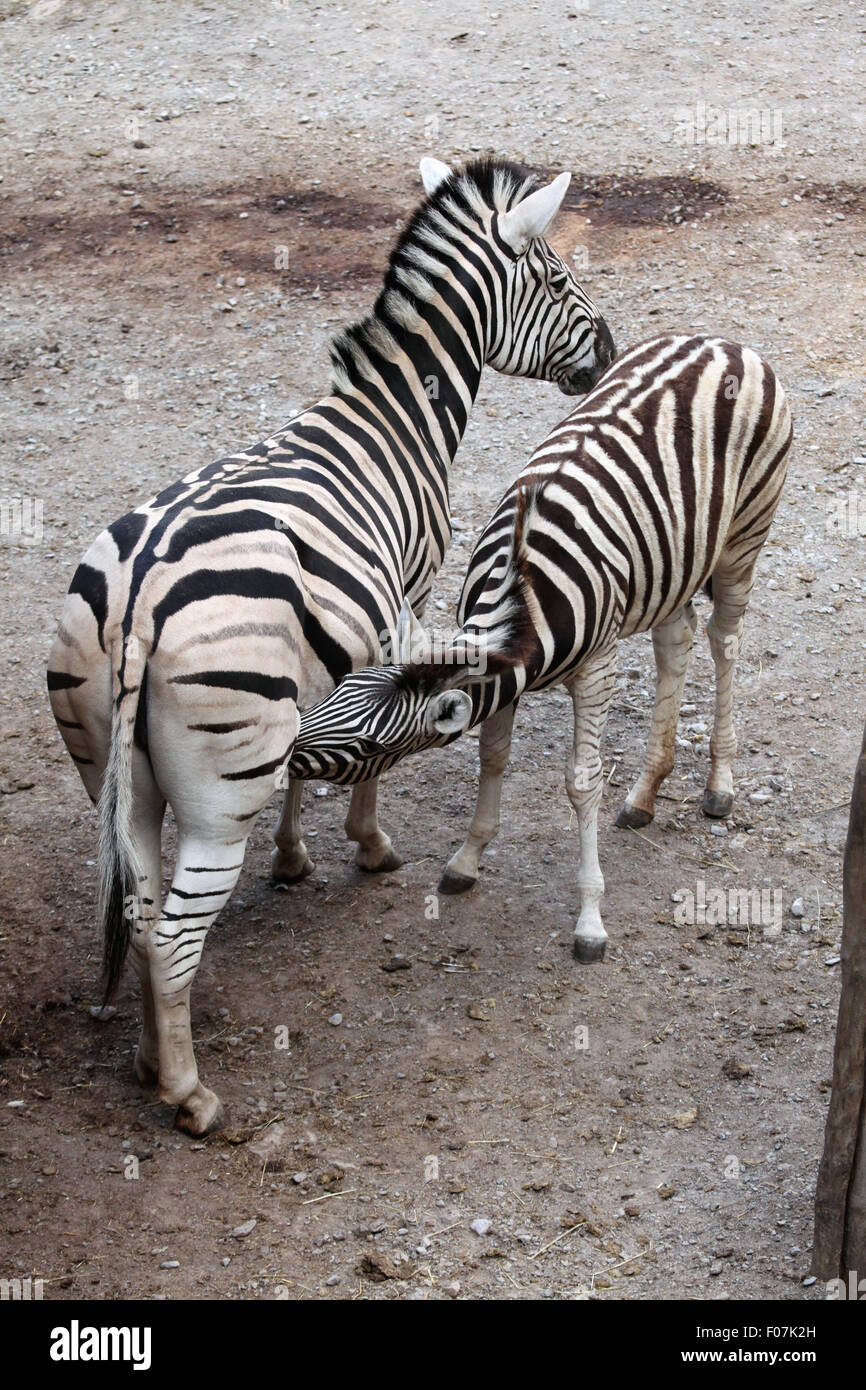 La Burchell zebra (Equus quagga burchellii), noto anche come il Damara zebra alimentando il suo puledro a Jihlava Zoo in Jihlava, Est Bohe Foto Stock