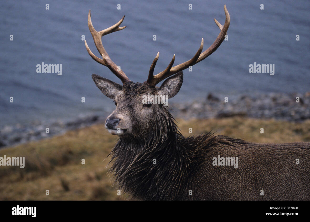 Red Deer colpo alla testa guardando nella telecamera dal lato della scottish loch Foto Stock