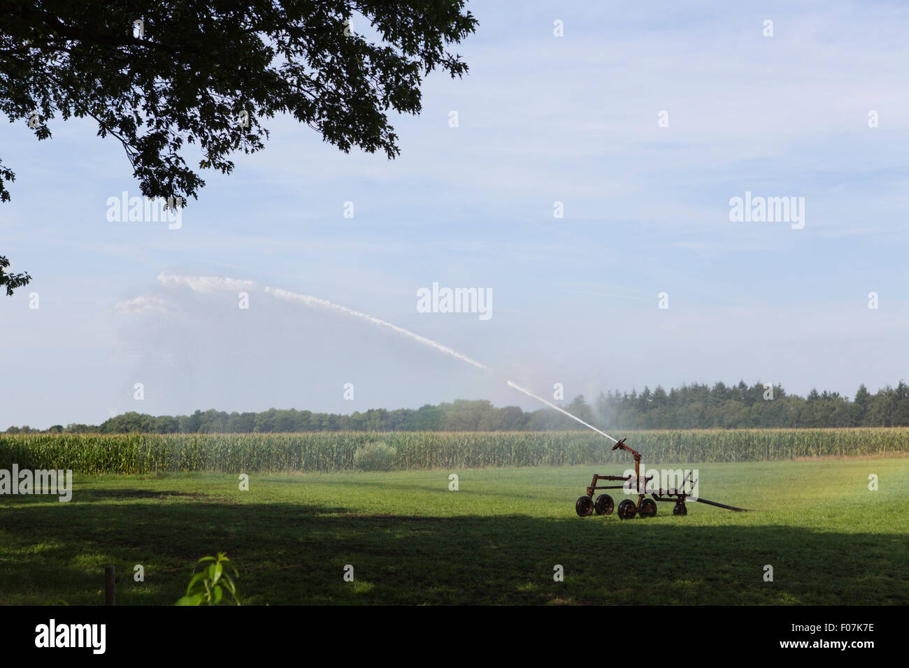 Spruzzando acqua su un prato nei Paesi Bassi, Europa Foto Stock