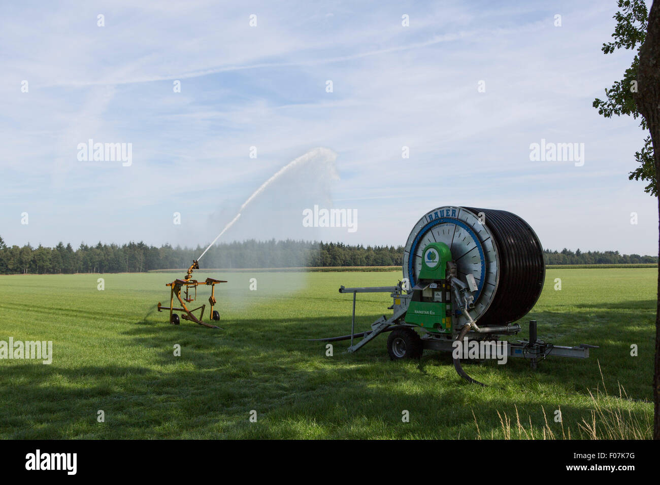 Spruzzando acqua su un prato nei Paesi Bassi, Europa Foto Stock