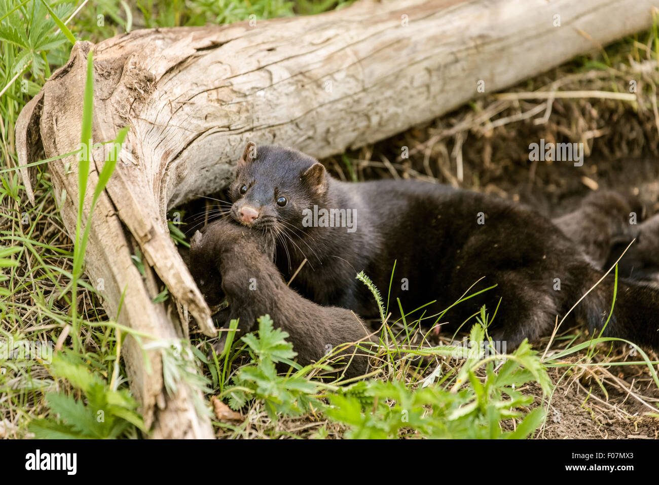 American Mink madre custodendo il suo bebè. Nota : questi sono animali in cattività. Foto Stock