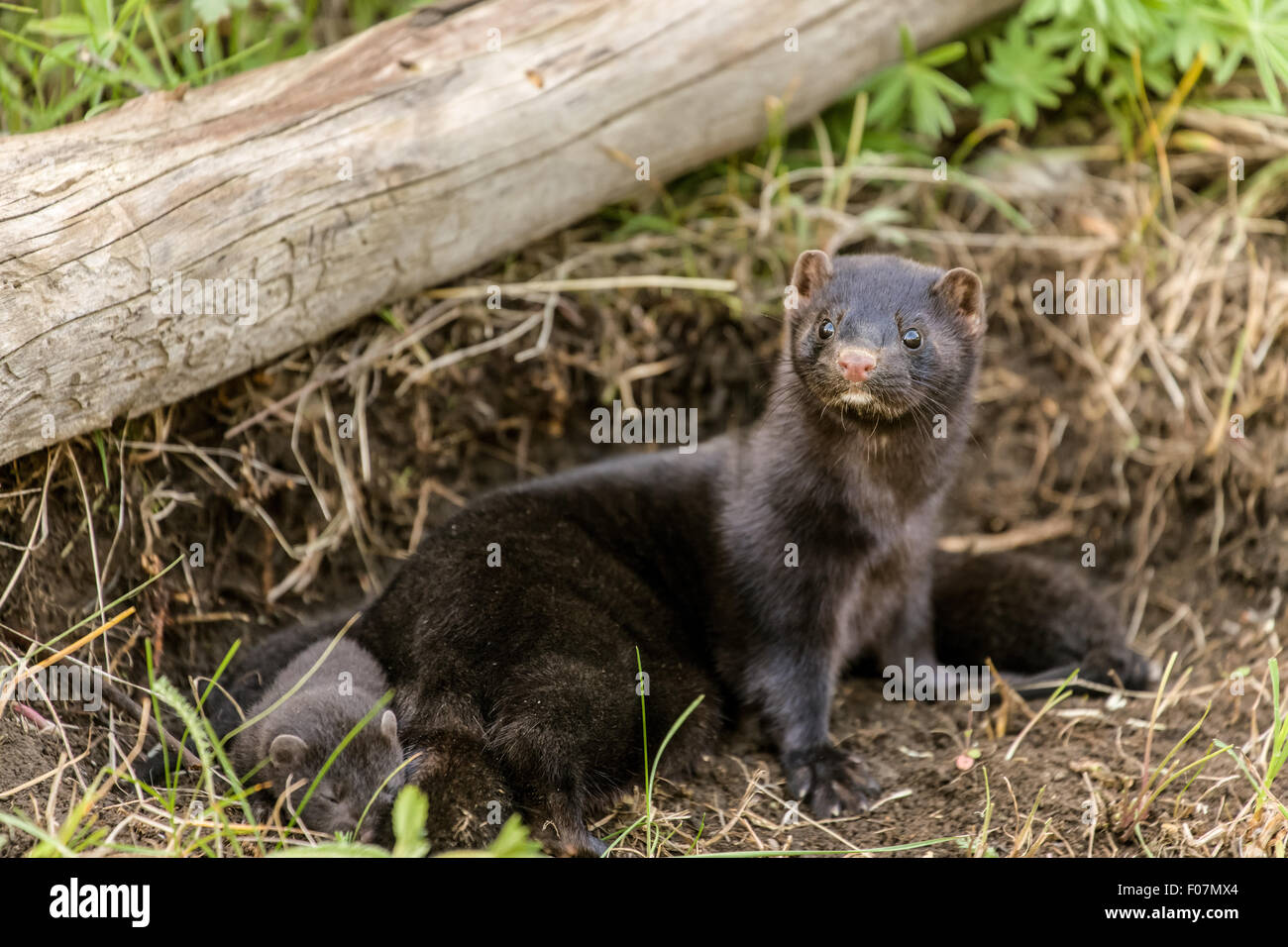 American Mink madre custodendo il suo bebè. Nota : questi sono animali in cattività Foto Stock