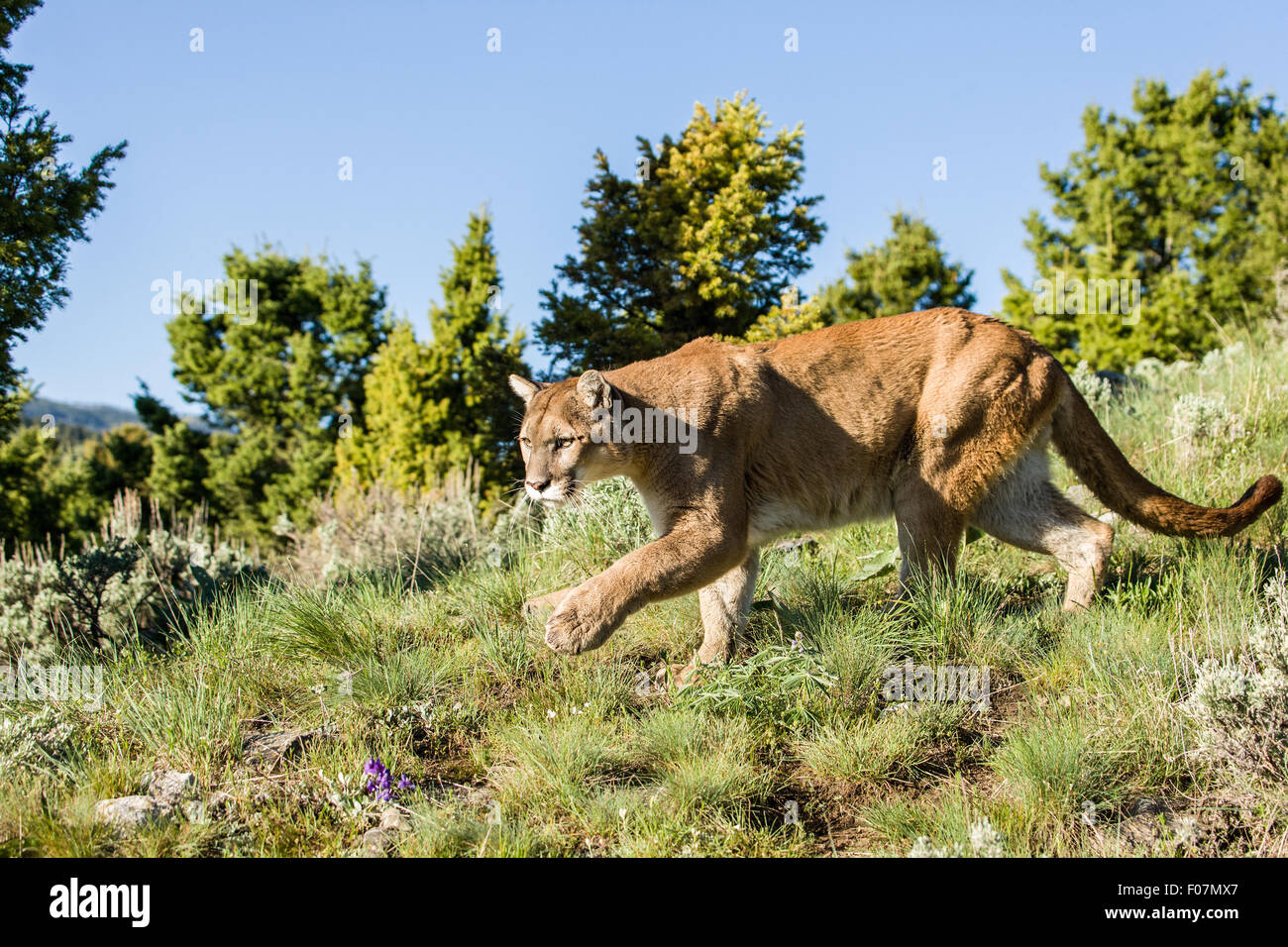 Leone di montagna Camminando in un prato vicino a Bozeman, Montana, USA. Nota: si tratta di un animale in cattività Foto Stock