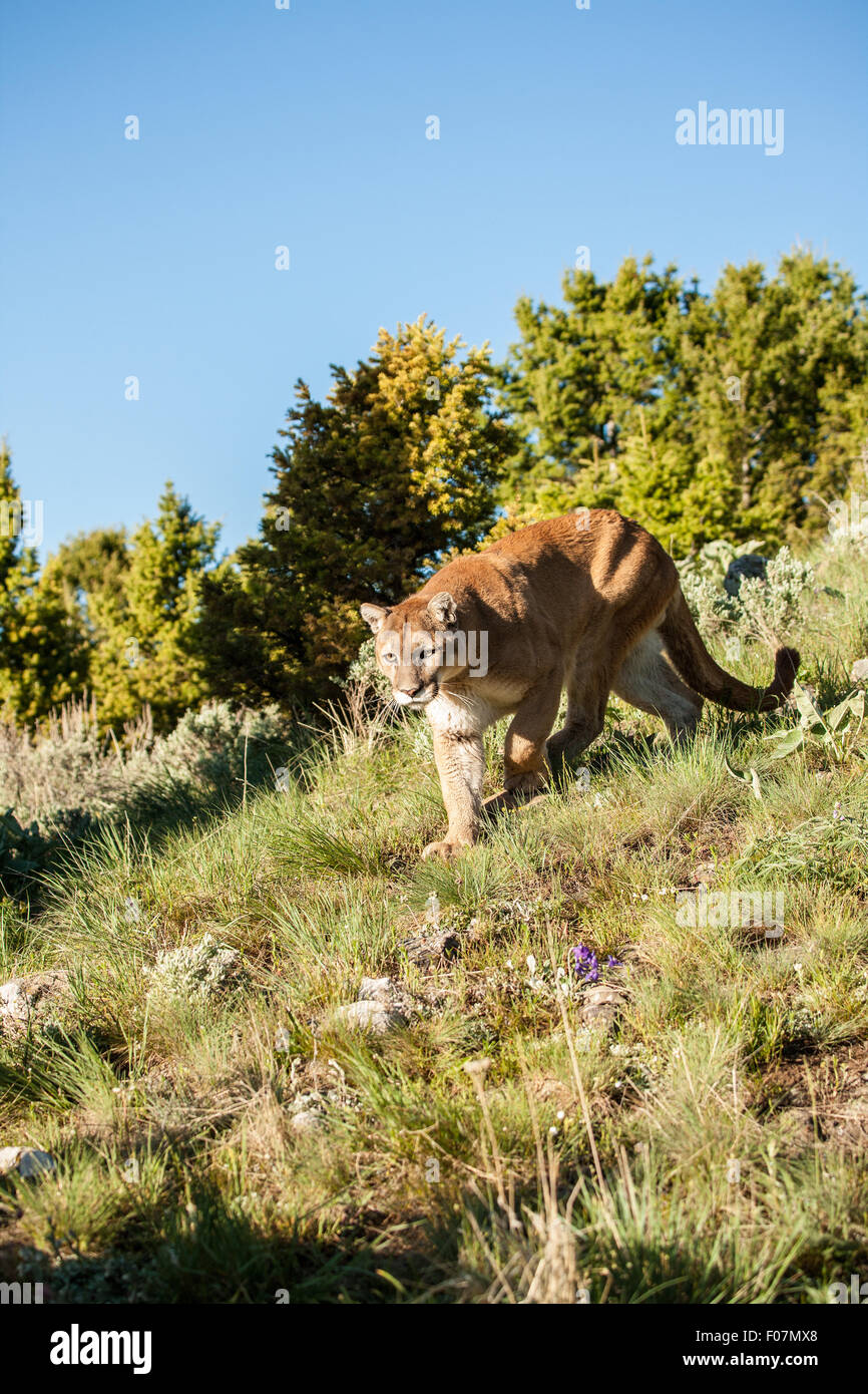 Leone di montagna Camminando in un prato vicino a Bozeman, Montana, USA. Nota: si tratta di un animale in cattività Foto Stock